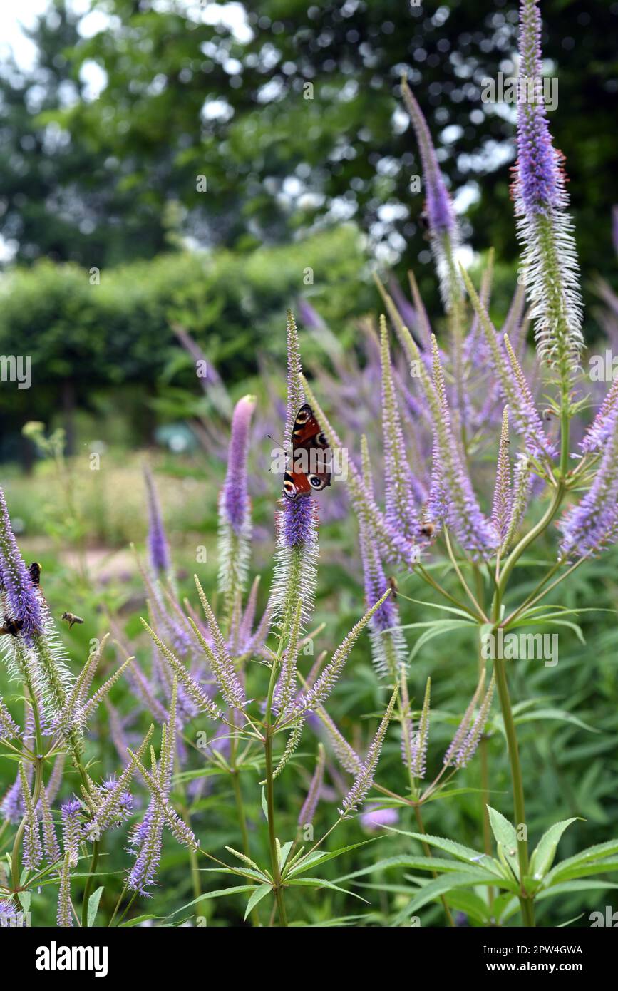 Ehrenpreis, Veronica longifolia ist eine wunderschoene