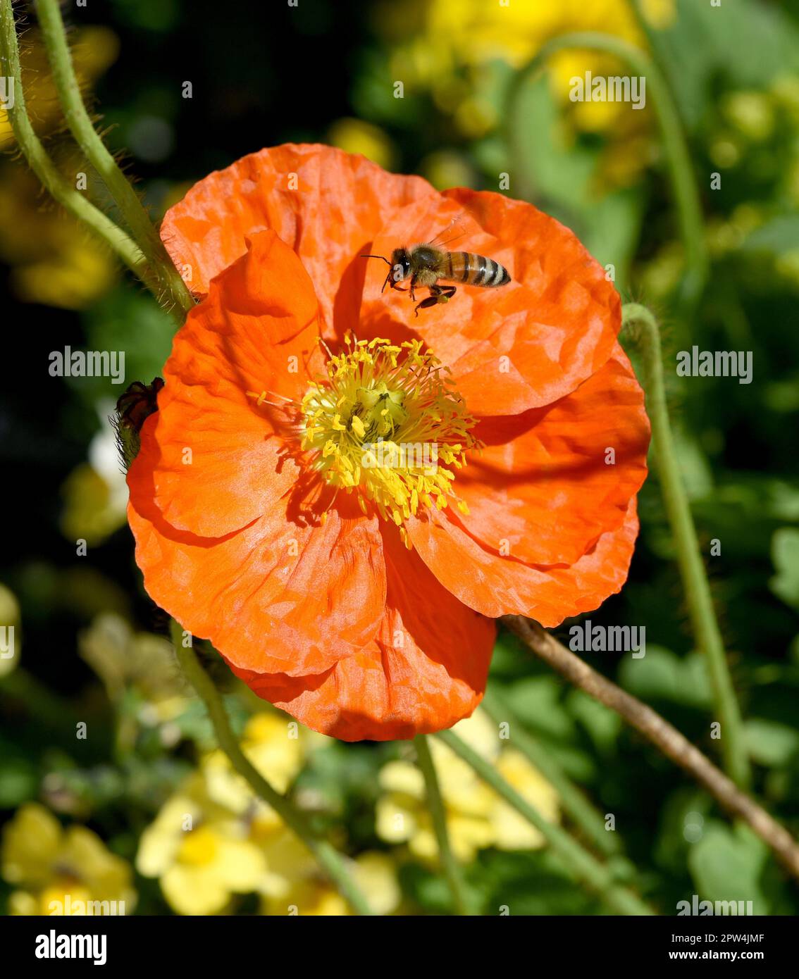 Biene, Apis mellifera, ist ein wichtiges Insekt zur Bestaeubung von Pflanzen und zum Sammeln von Honig auf Islaendischer, Mohn, Papaver, nudicaule. Ho Stock Photo