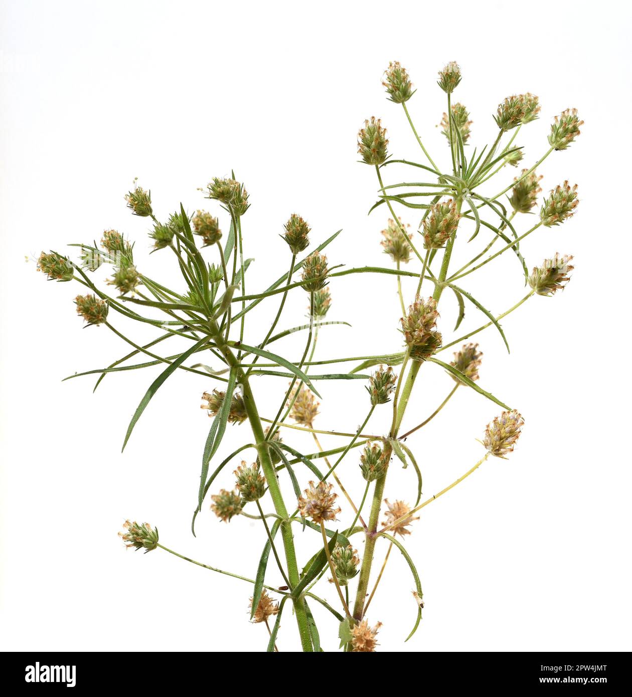 Flohsamen, Afra plantago ist eine wichtige Heilpflanze und wird haeufig in der Medizin verwendet. Die Pflanze ist einjaehrig. Black psyllium, Afra pla Stock Photo