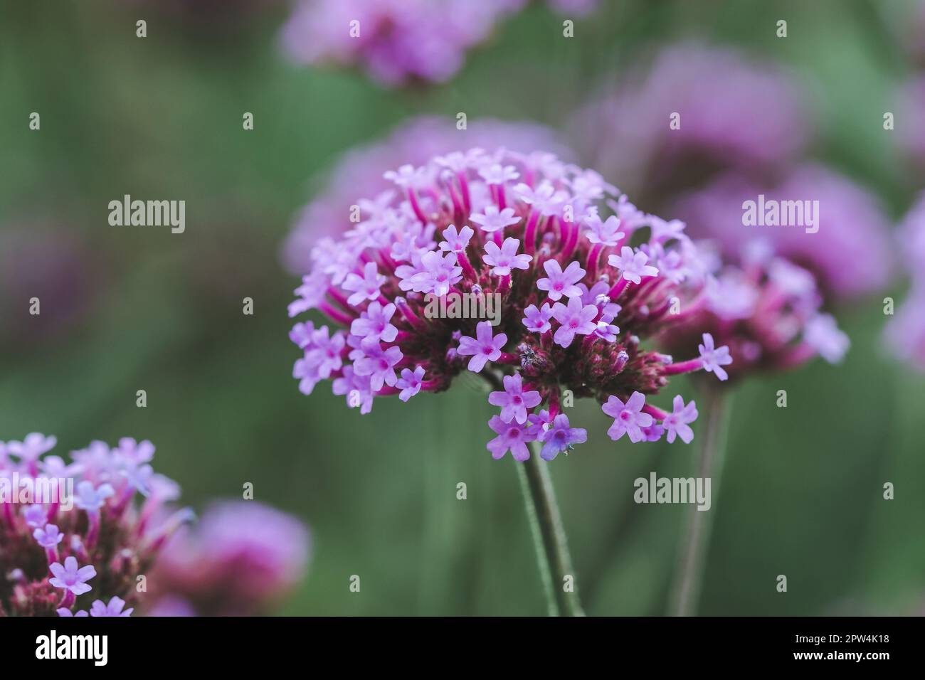 Verbena is blooming and beautiful in the rainy season Stock Photo Alamy