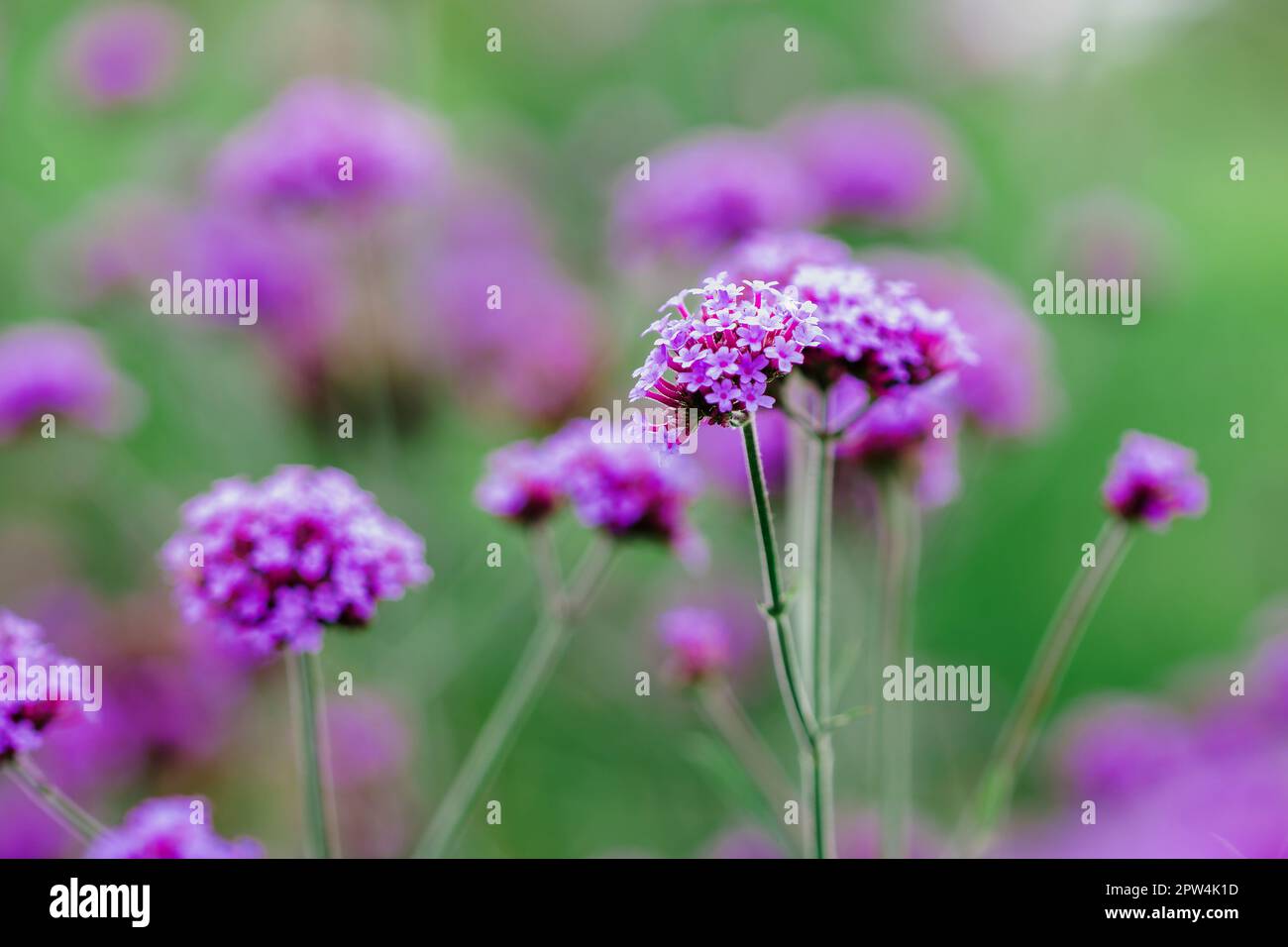 Verbena is blooming and beautiful in the rainy season Stock Photo Alamy