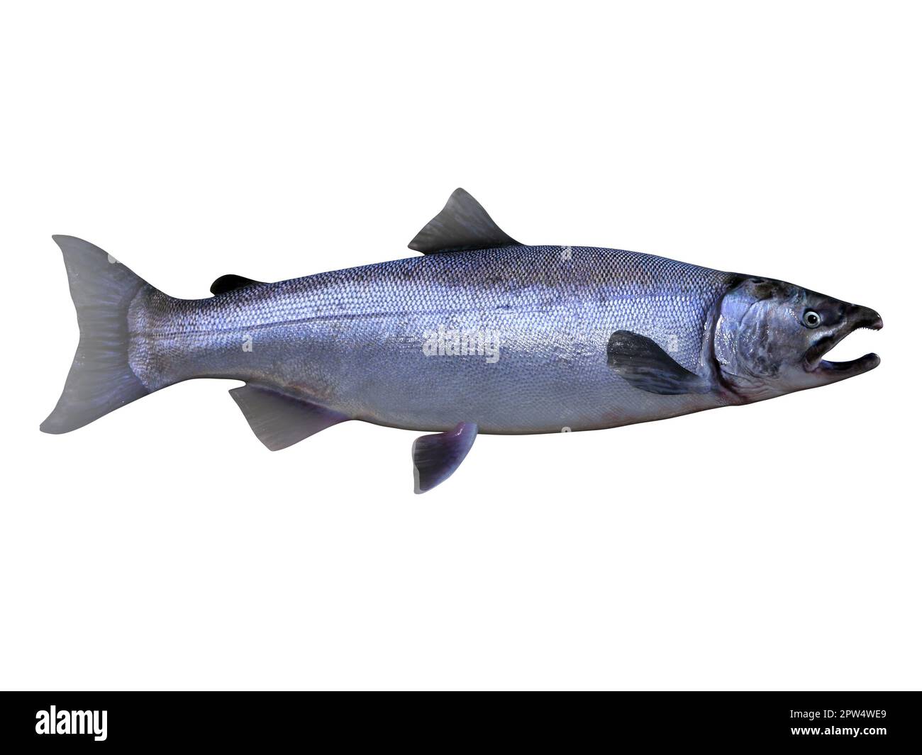 Living in the Pacific ocean the Coho salmon fish live in schools and mate in rivers. Stock Photo