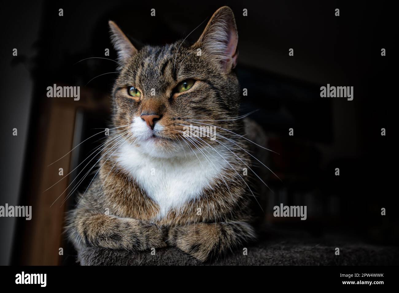 junger getigerter Kater beim Entspannen, Europäisch Kurzhaar Katze Stock Photo