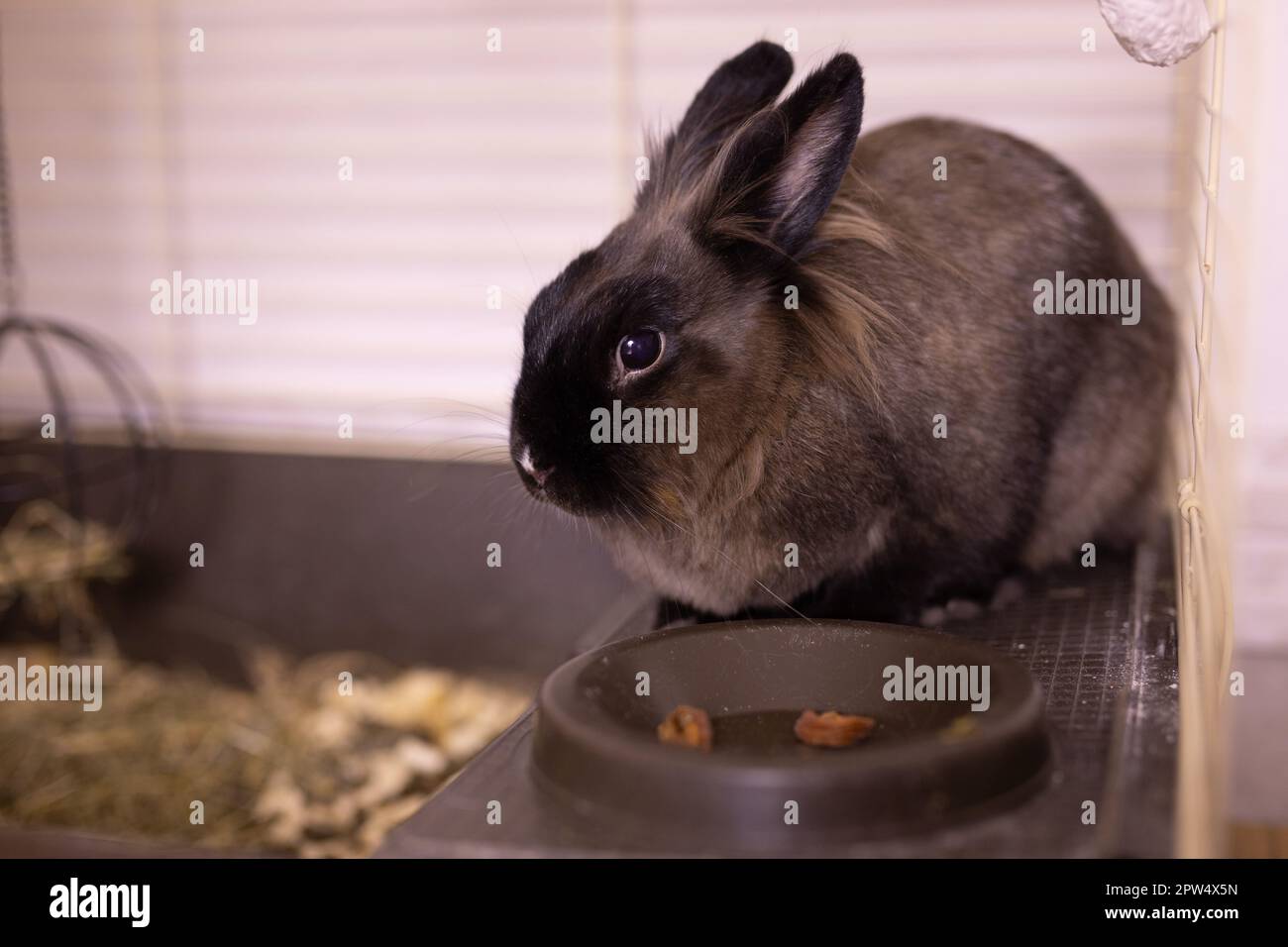 Funny bunny rabbit eating hay food close up pet and domestic animal