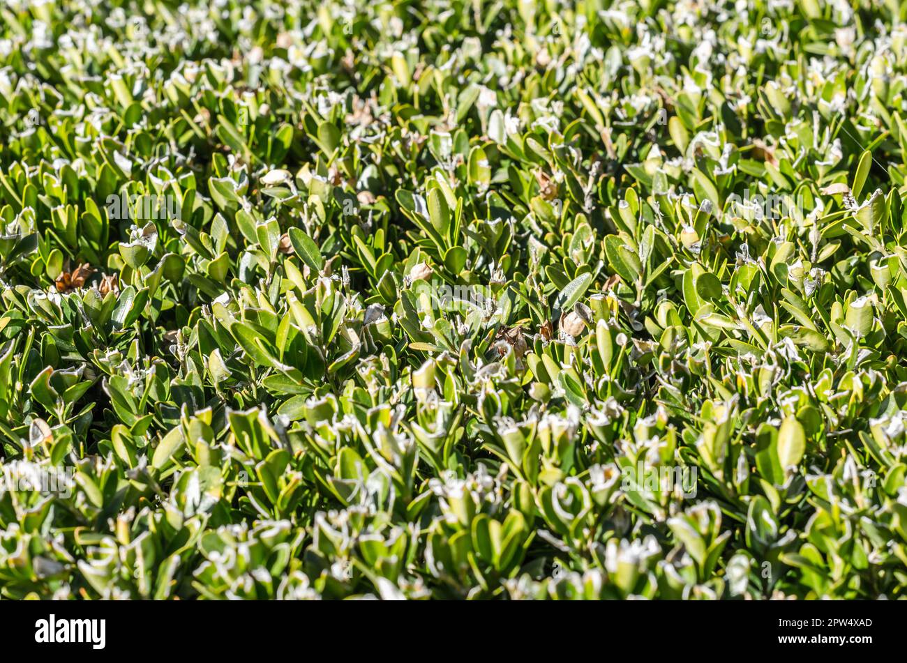 Fresh branches and stems after pruning a bush Stock Photo Alamy