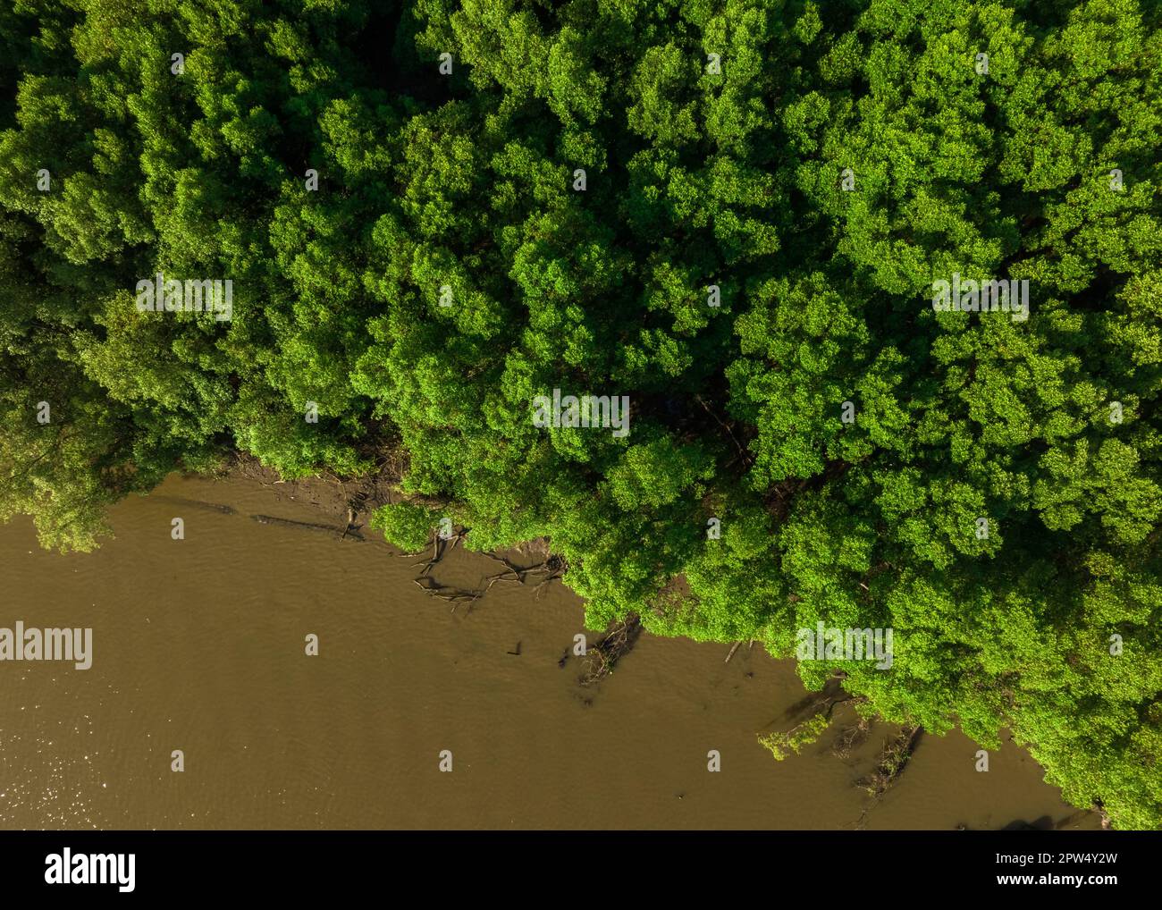 Green mangrove forest with morning sunlight. Mangrove ecosystem