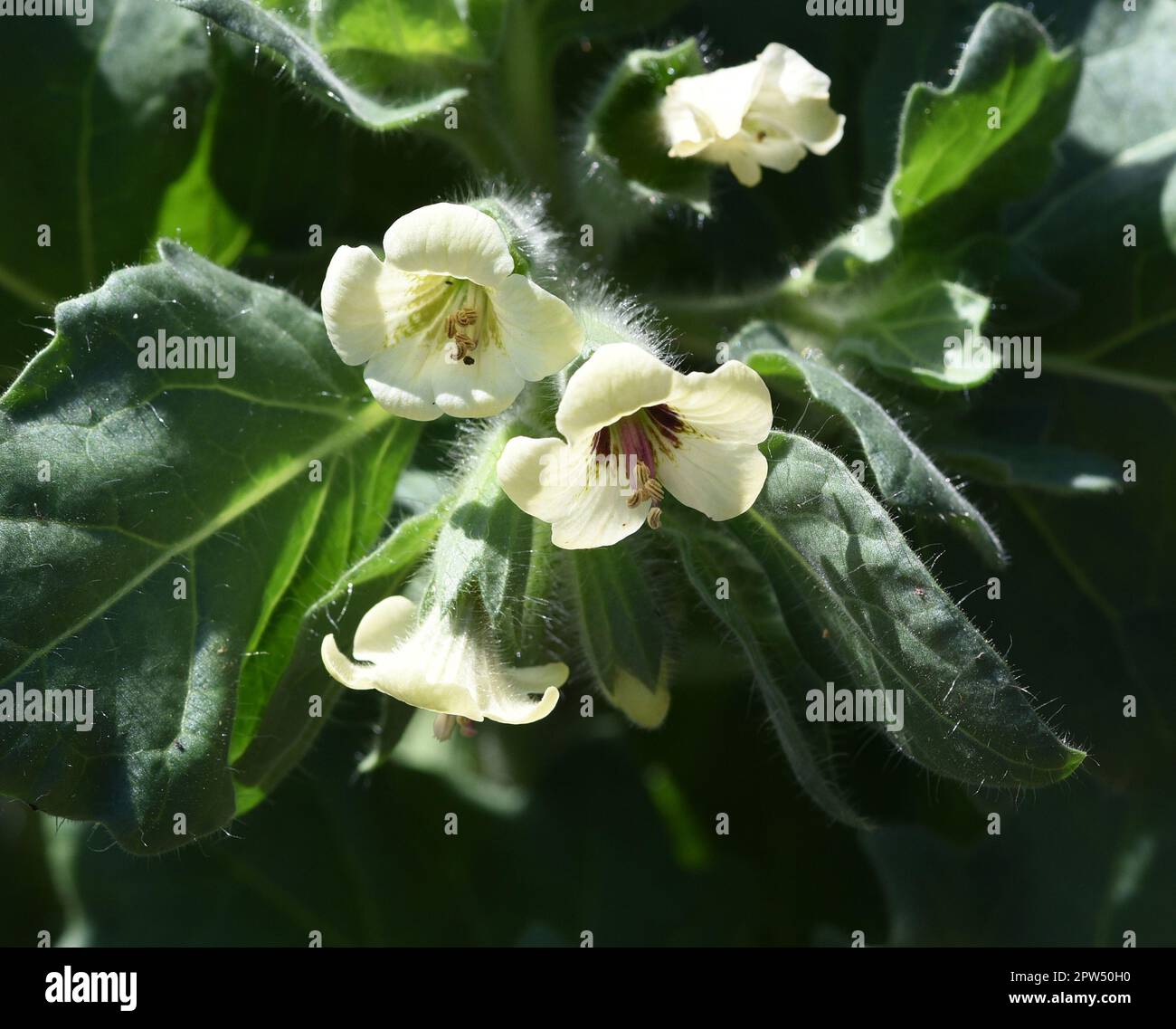 Weisses Bilsenkraut, Hyoscyamus alba ist eine wichtige, aber giftige