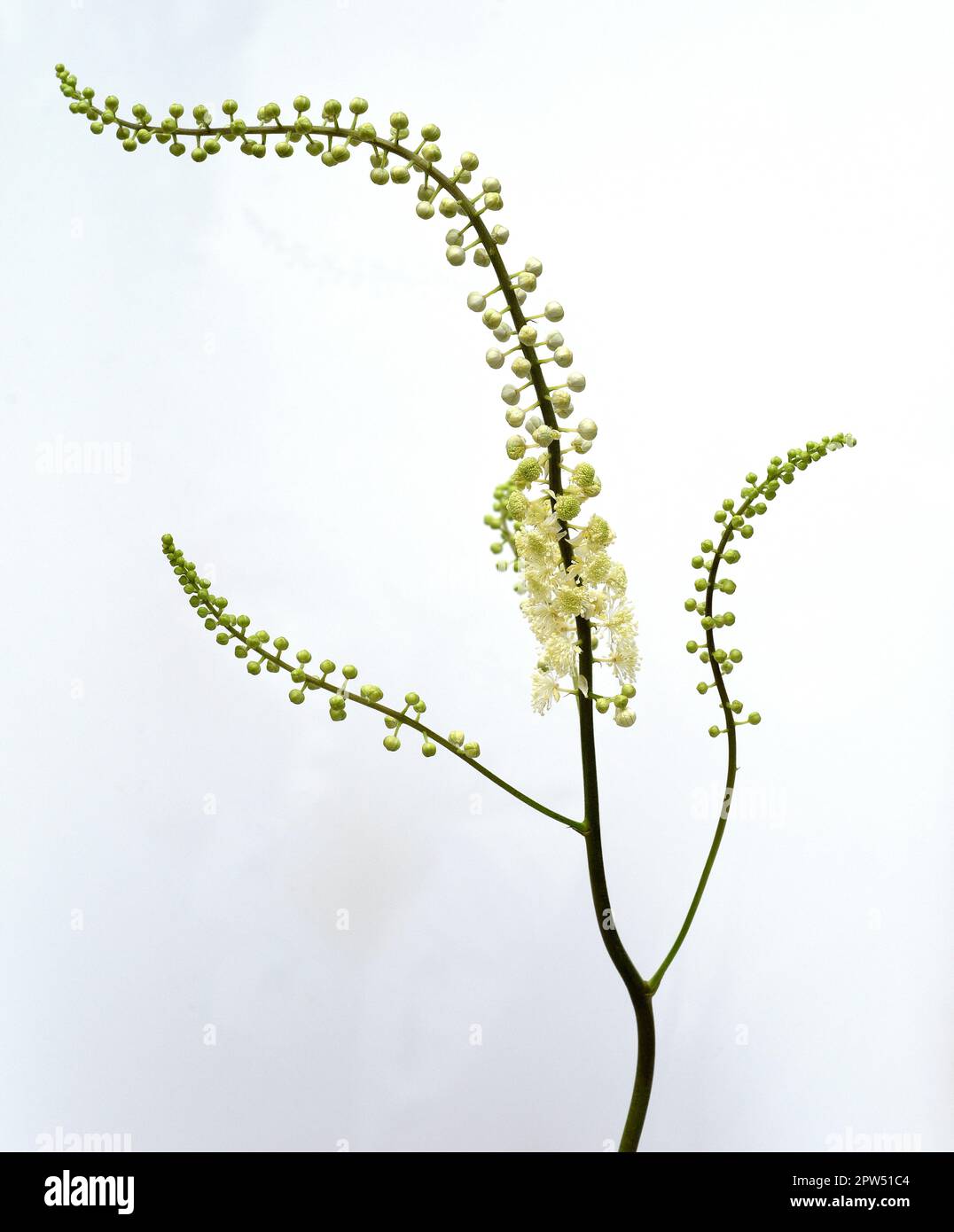 Traubensilberkerze, Cimicifuga racemosa ist eine wichtige  Heil- und Arzneipflanze. Black cohosh, Cimicifuga racemosa is an important medicinal and me Stock Photo