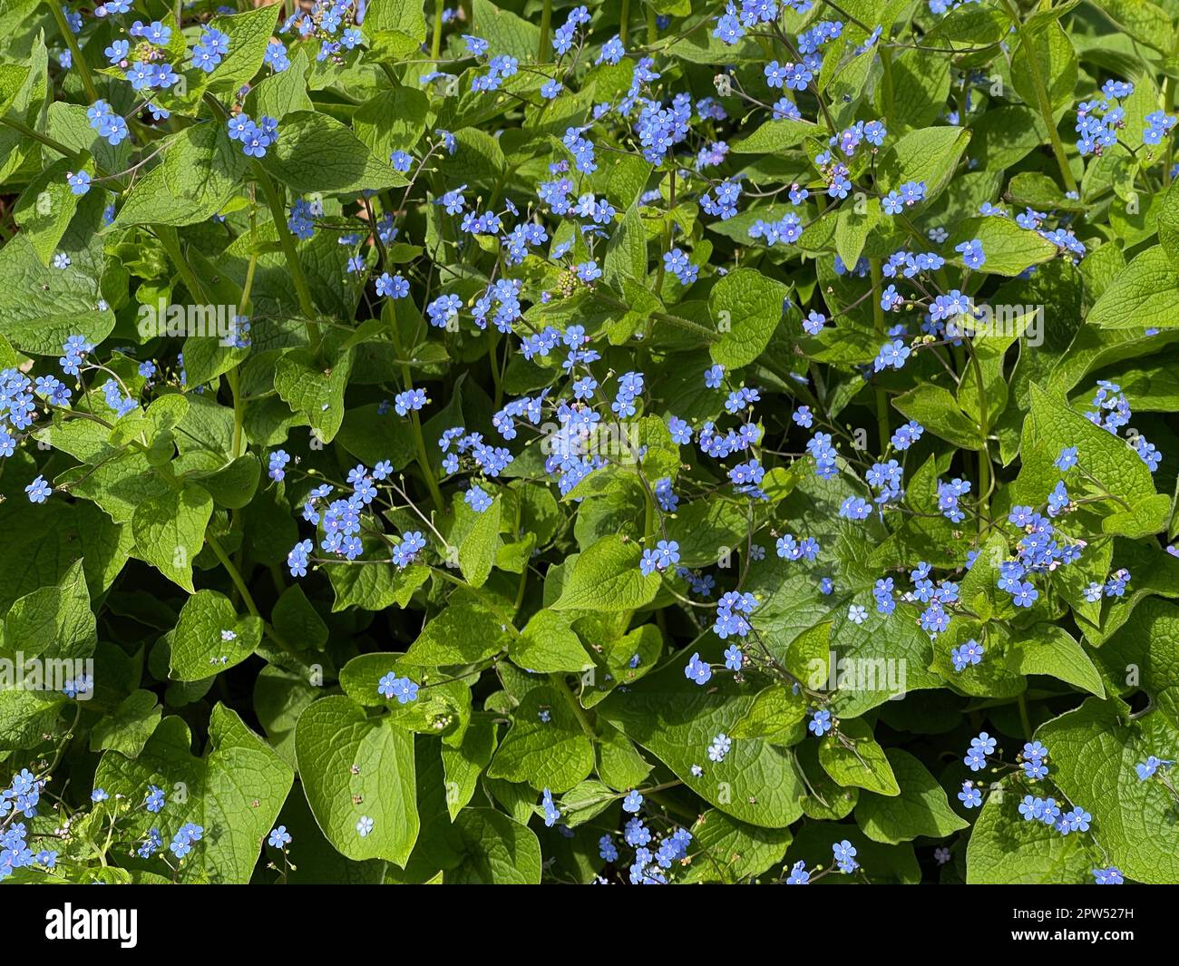 Omphalodes verna plant hi-res stock photography and images - Page 2 - Alamy