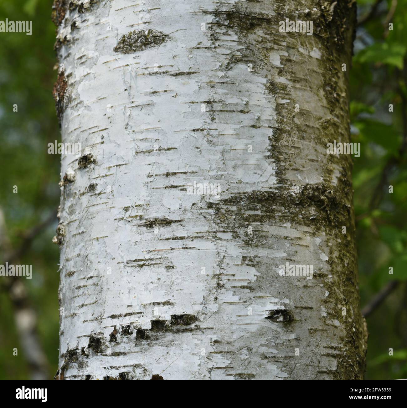 Birkenbaum, Birke Betula, ist ein heimischer, Baum der auch als Heilpflanze medizinisch verwendet wird. Birch tree, birch betula, is a native tree tha Stock Photo