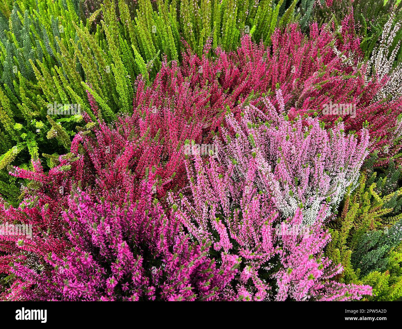Besenheide, Calluna vulgaris, auch Heidekraut genannt, ist die einzige