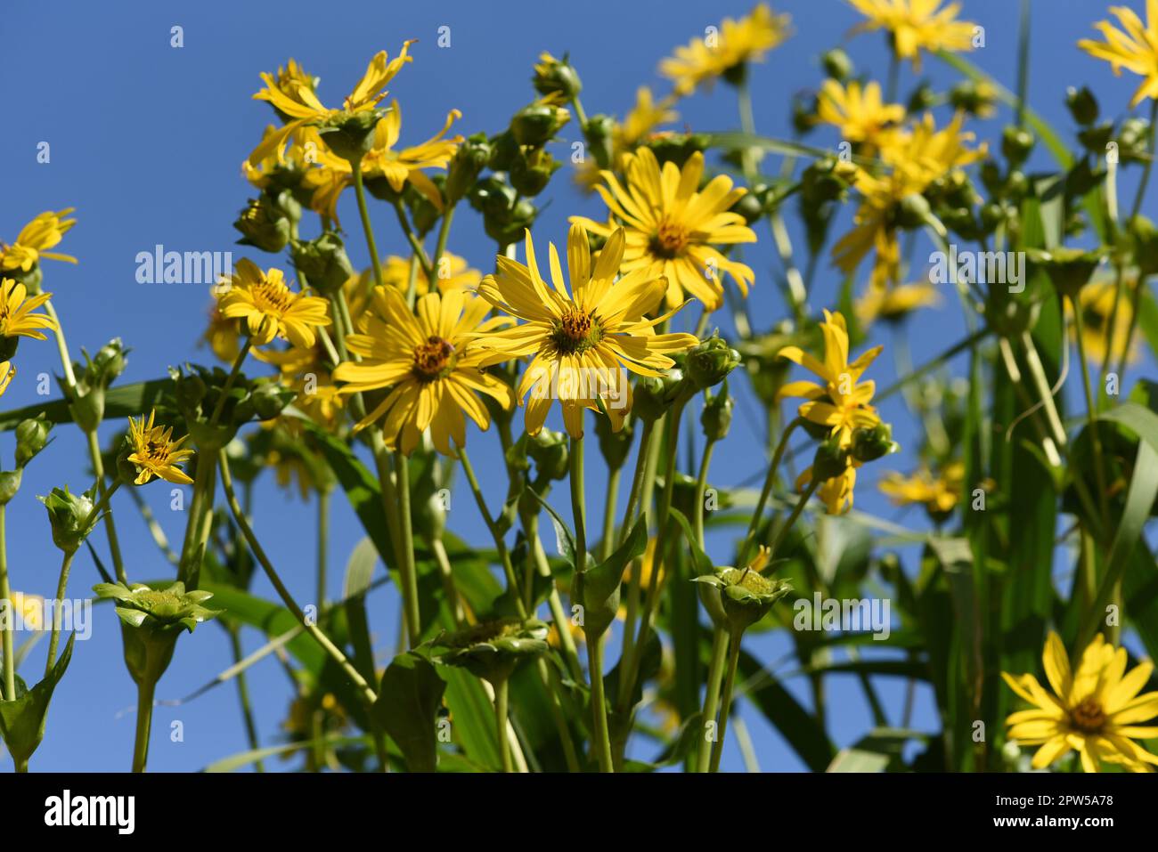 Becherpflanze, Silphium perfoliatum, Verwachsenblaettrige Becherpflanze kommt aus den USA und wird dort als Futterpflanze und Energiepflanze verwendet Stock Photo