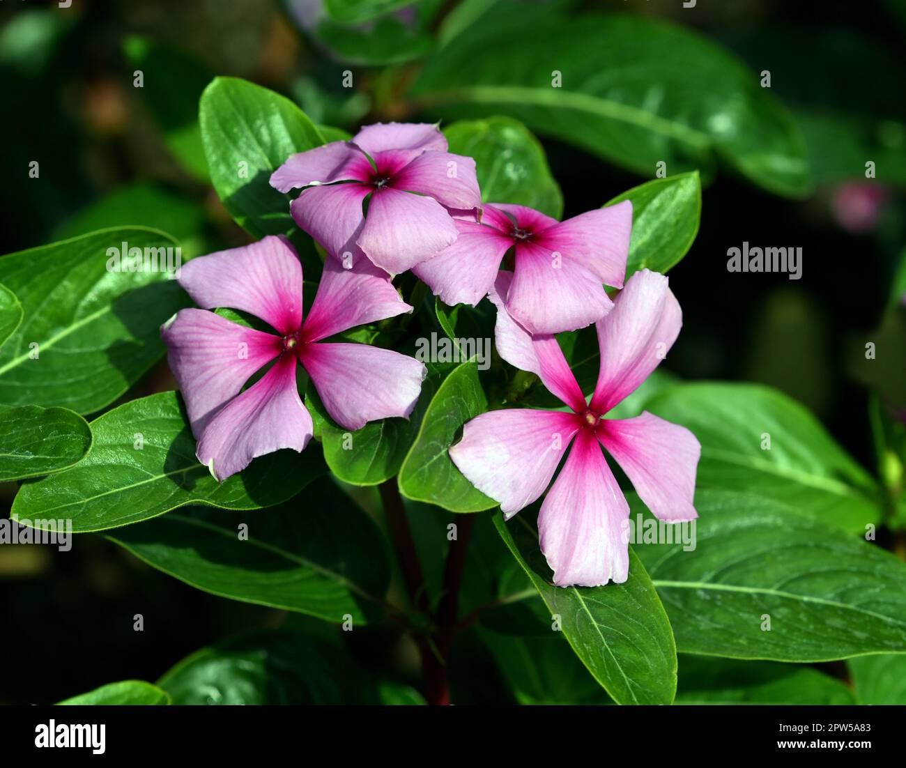 Madagaskar Immergruen, Cathranthus roseus, ist eine wichtige Heilpflanze mit rosa oder weissen Blueten und wird in der Medizin verwendet. Madagascar e Stock Photo