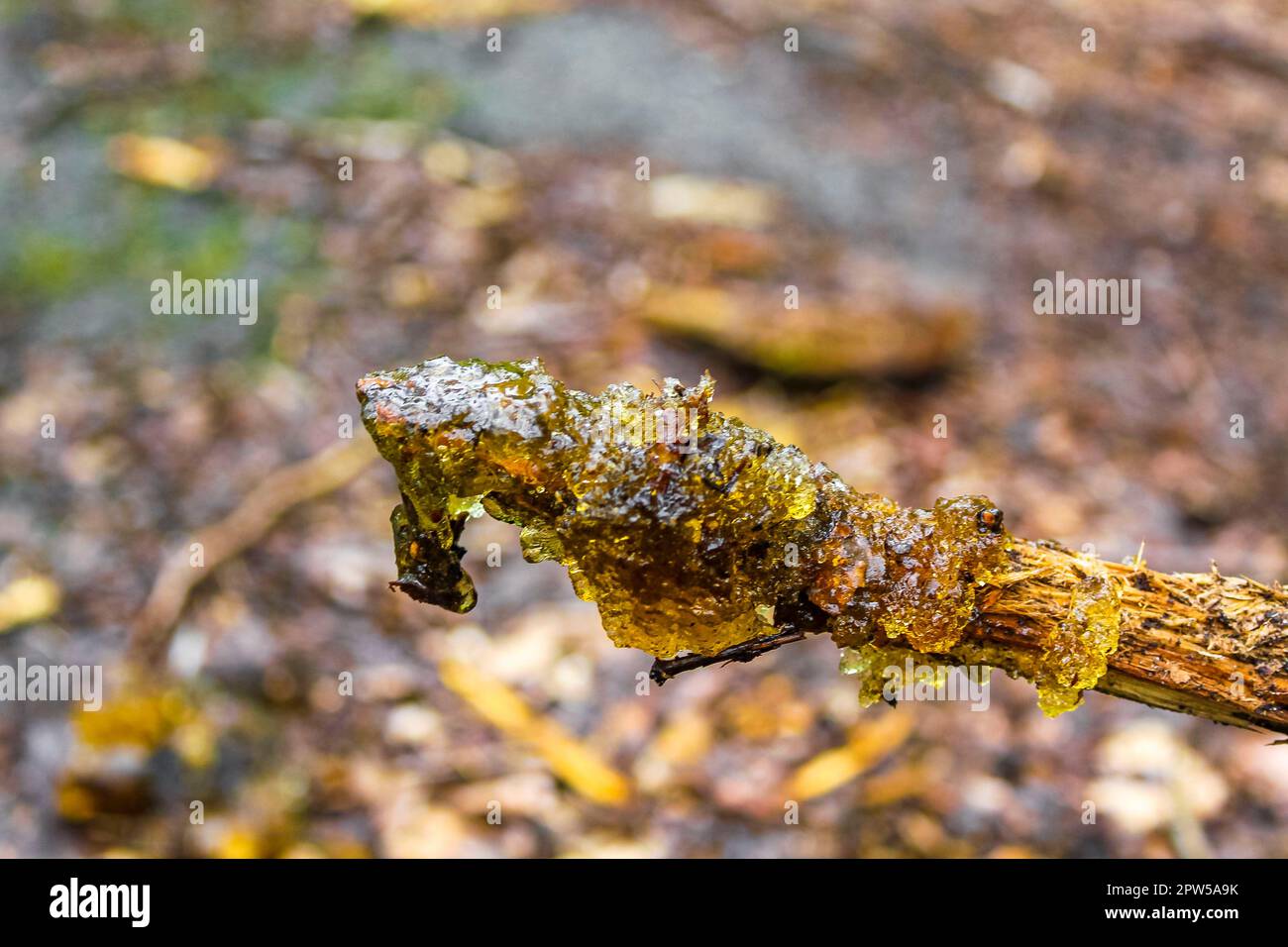 Green yellow angular slime in Drangstedt forest in Geestland Cuxhaven Lower Saxony Germany. Stock Photo
