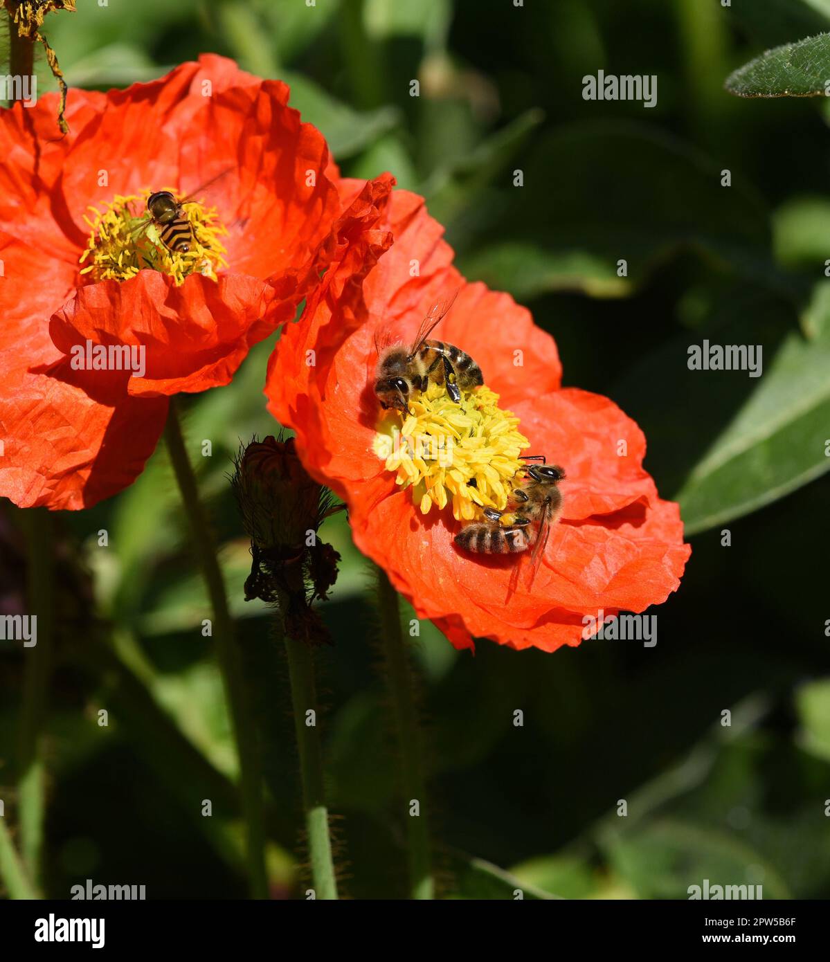 Biene, Apis mellifera, ist ein wichtiges Insekt zur Bestaeubung von ... Biene, Apis mellifera, ist ein wichtiges Insekt zur Bestaeubung von ...