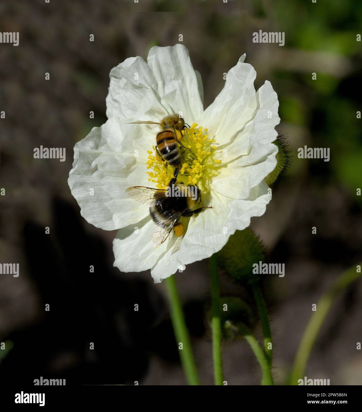 Biene, Apis mellifera, ist ein wichtiges Insekt zur Bestaeubung von ...