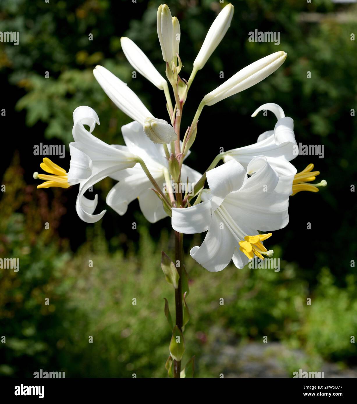 MadonnenLilie, Madonnenlilie oder Weisse Lilie ist eine Art der