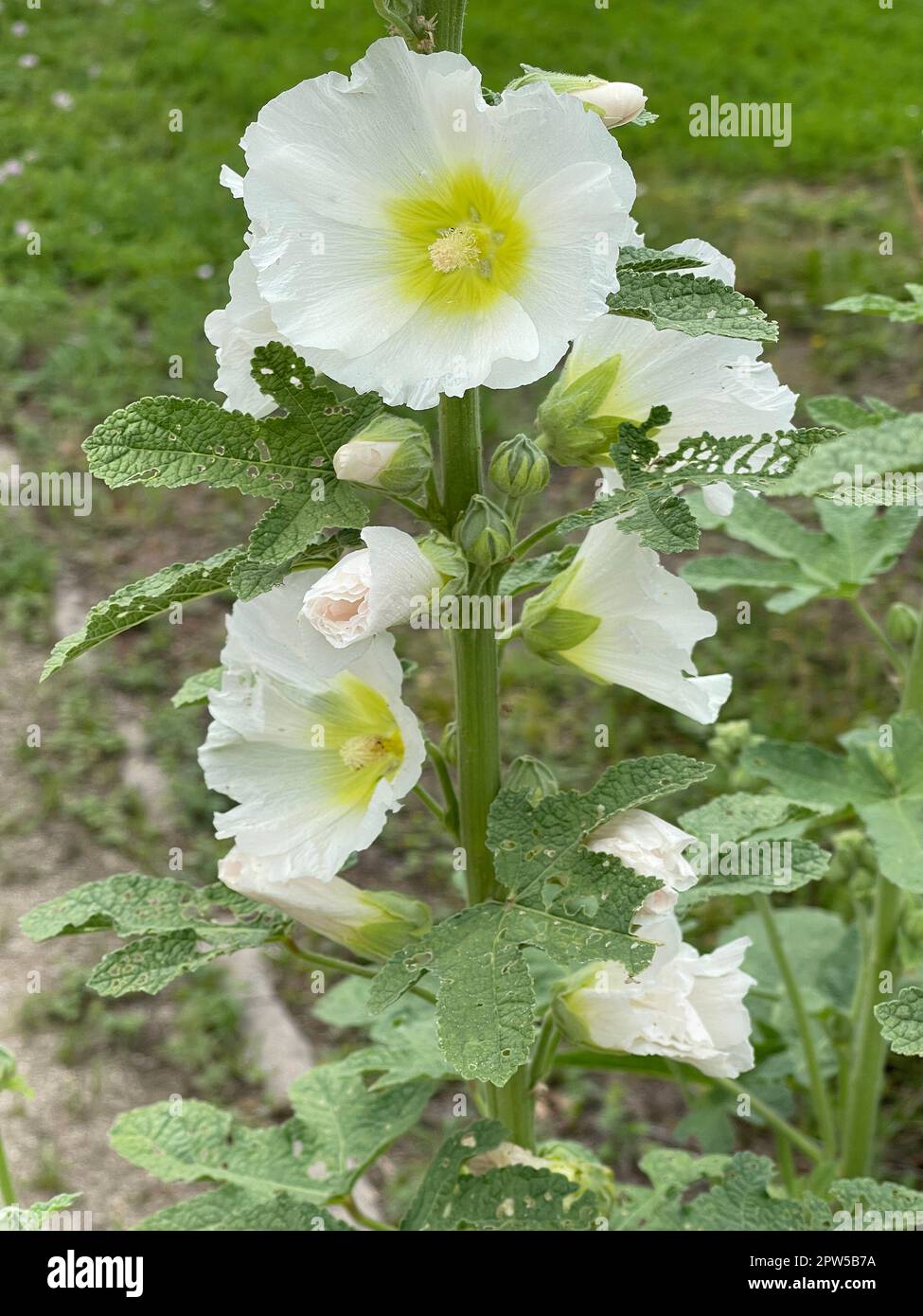 Stockrose, Alcea rosea, auch unter den Namen Stockmalve oder Bauernrose
