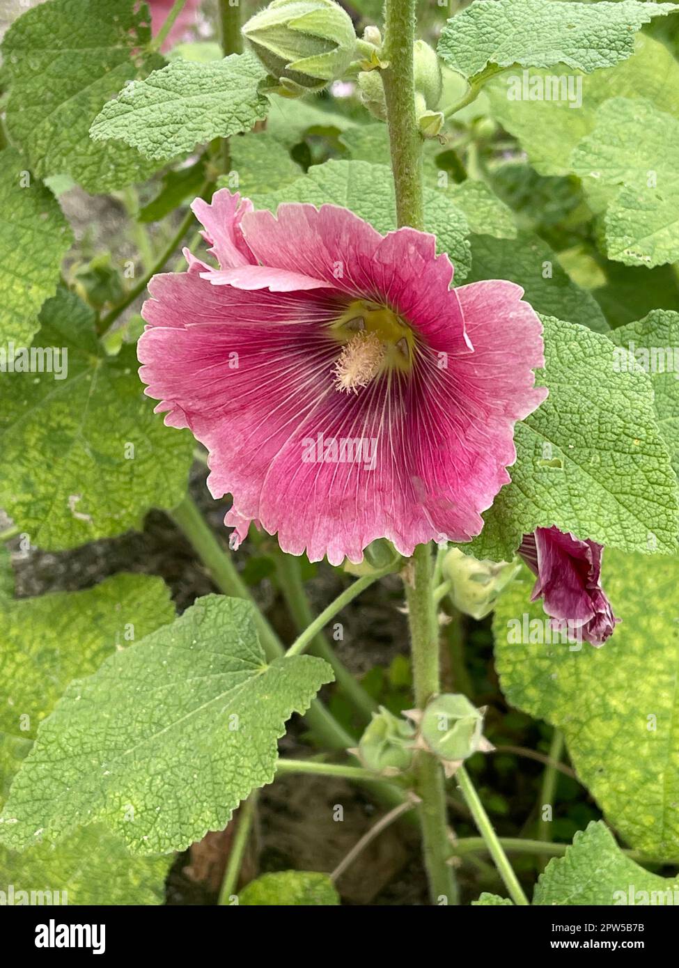 Stockrose, Alcea rosea, auch unter den Namen Stockmalve oder Bauernrose