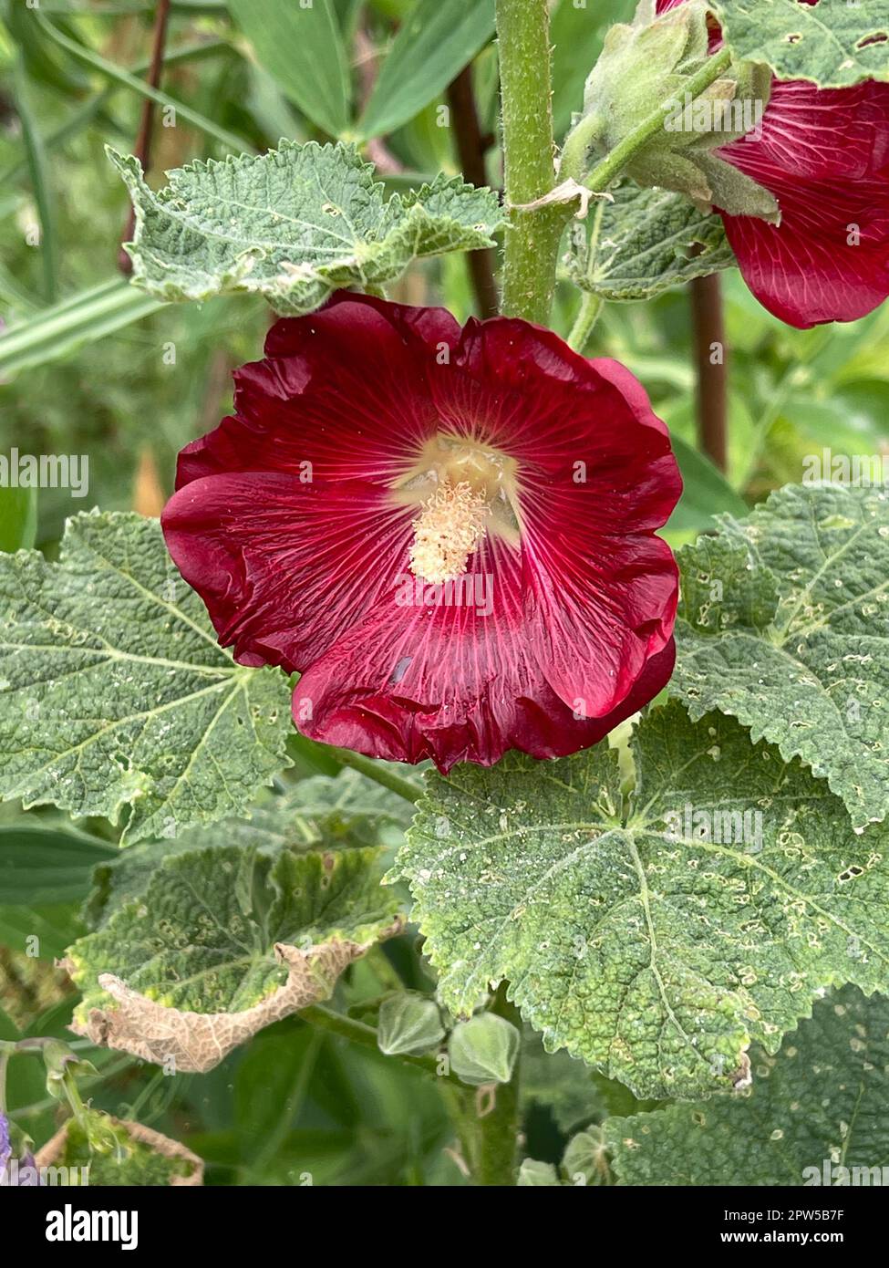 Stockrose, Alcea rosea, auch unter den Namen Stockmalve oder Bauernrose
