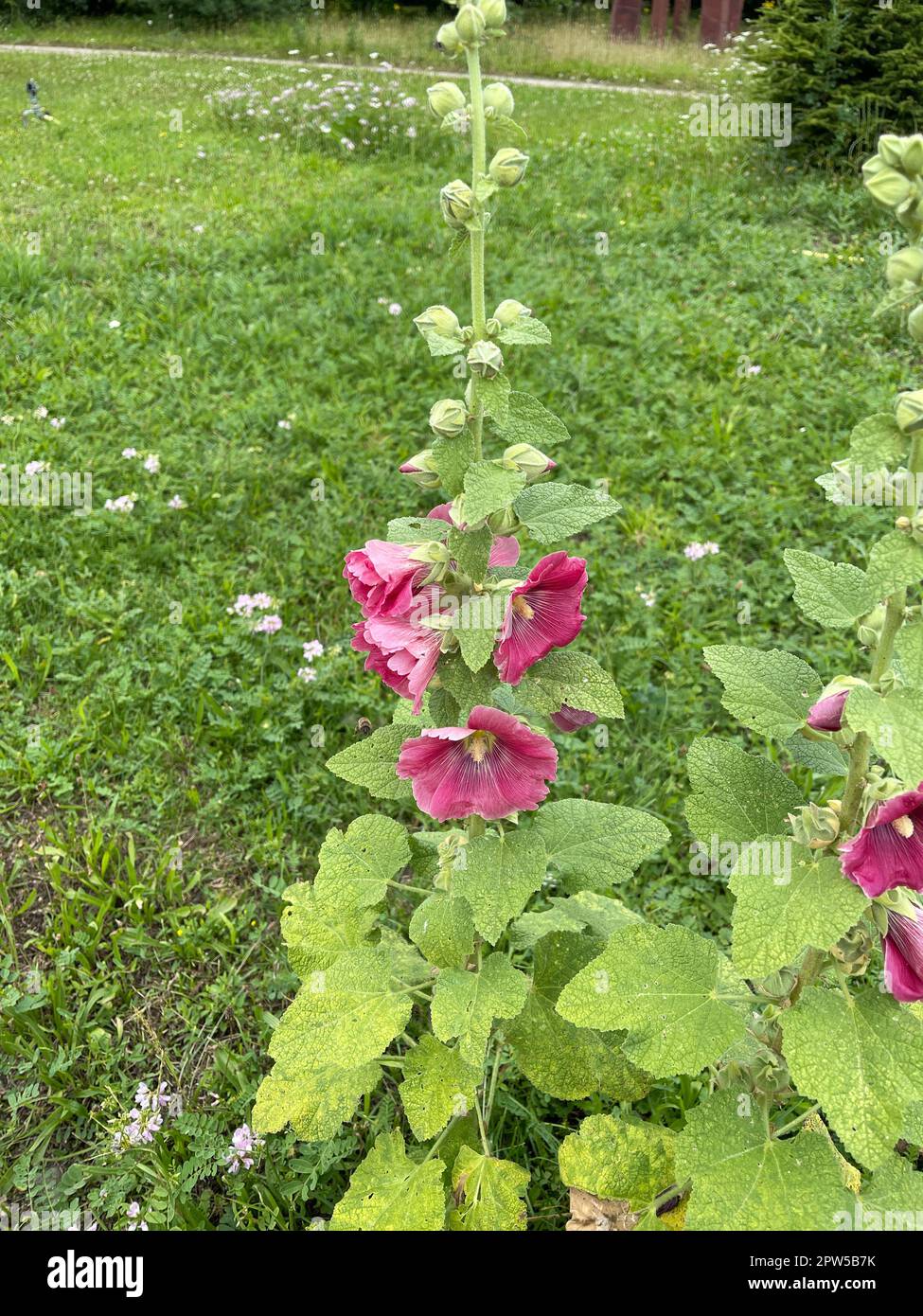 Stockrose, Alcea rosea, auch unter den Namen Stockmalve oder Bauernrose