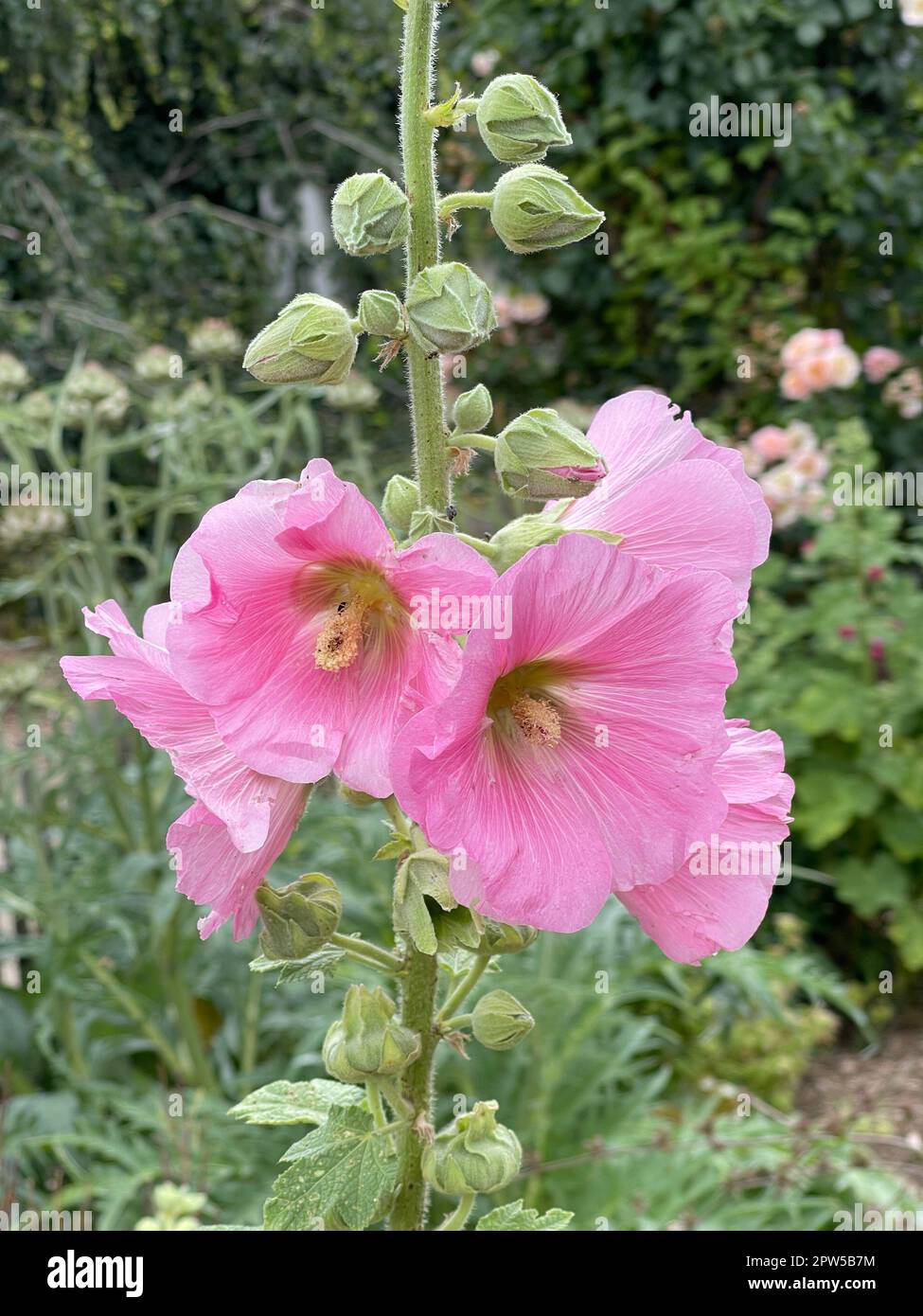 Stockrose, Alcea rosea, auch unter den Namen Stockmalve oder Bauernrose