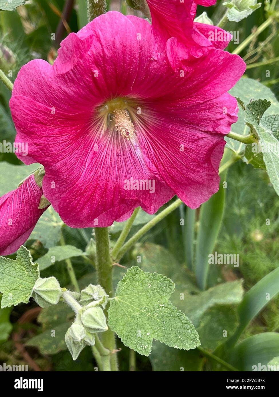 Stockrose, Alcea rosea, auch unter den Namen Stockmalve oder Bauernrose