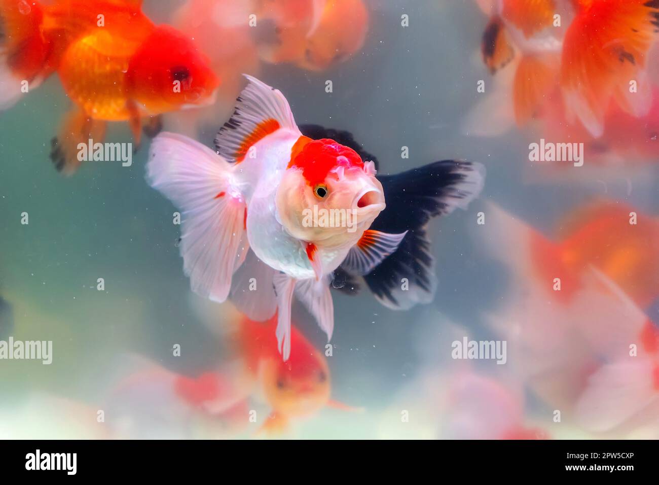 Image showcasing The goldfish in the cabinet Stock Photo - Alamy