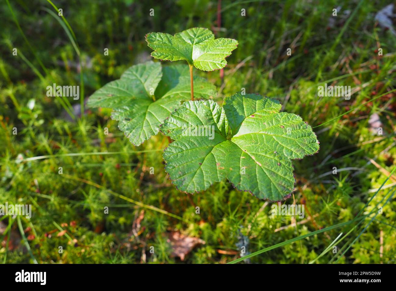 Cloudberry Rubus chamaemorus is a species of perennial herbaceous plants of the Rubus genus of the Rosaceae family. Green leaves in the swamp. Cloudbe Stock Photo