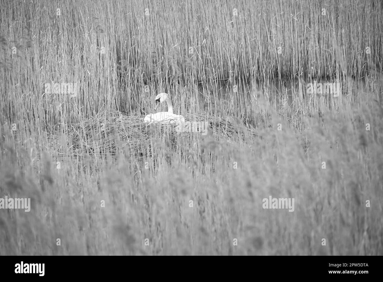Mute swan in black and white, breeding on a nest in the reeds on the Darrs near Zingst. Wild animals in the wild. Elegant birds Stock Photo