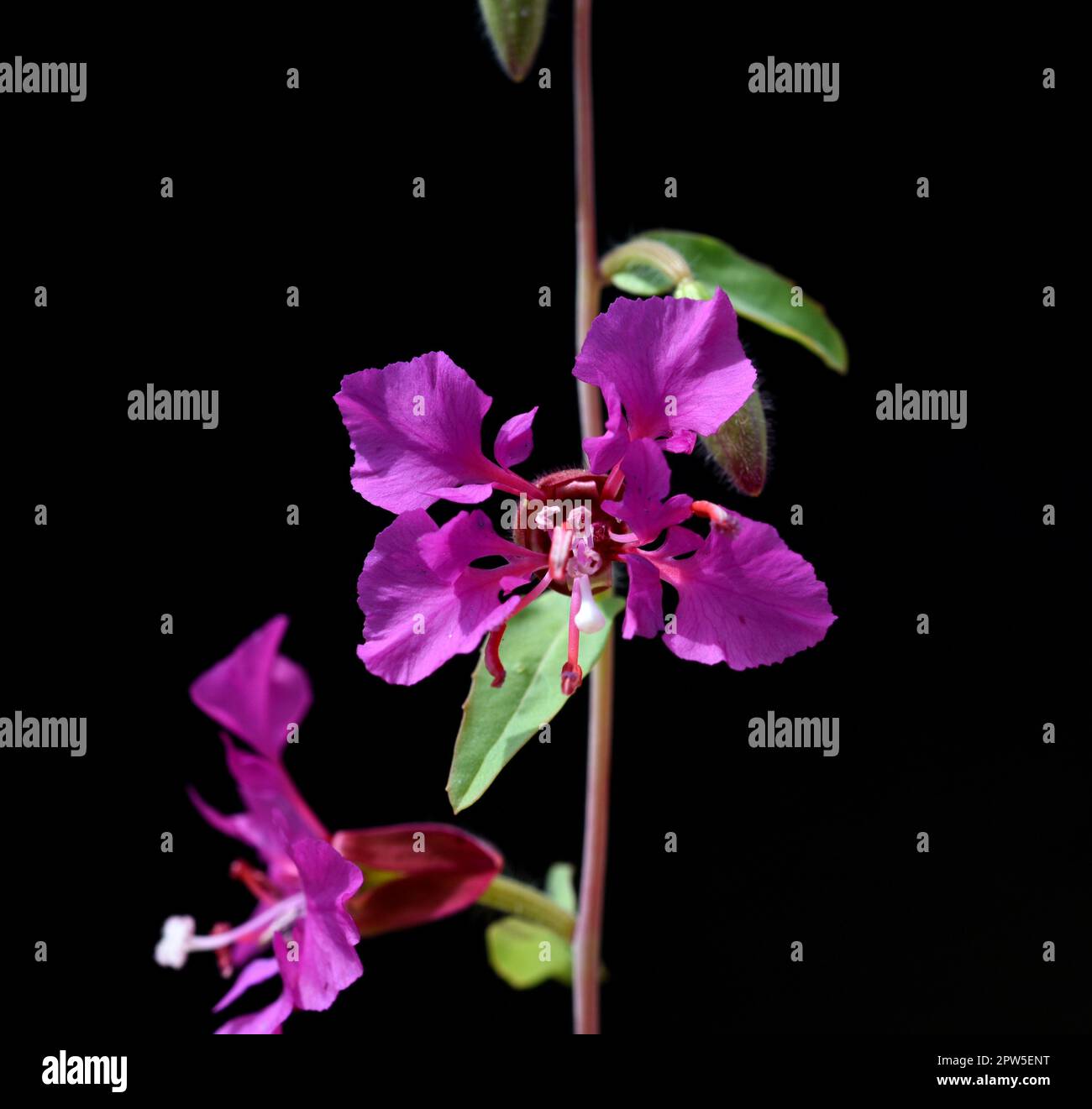 Klarkie, Clarkia pulchella ist eine huebsche Sommerblume mit lila Blueten. Klarkie, Clarkia pulchella is a pretty annual with purple flowers. Stock Photo