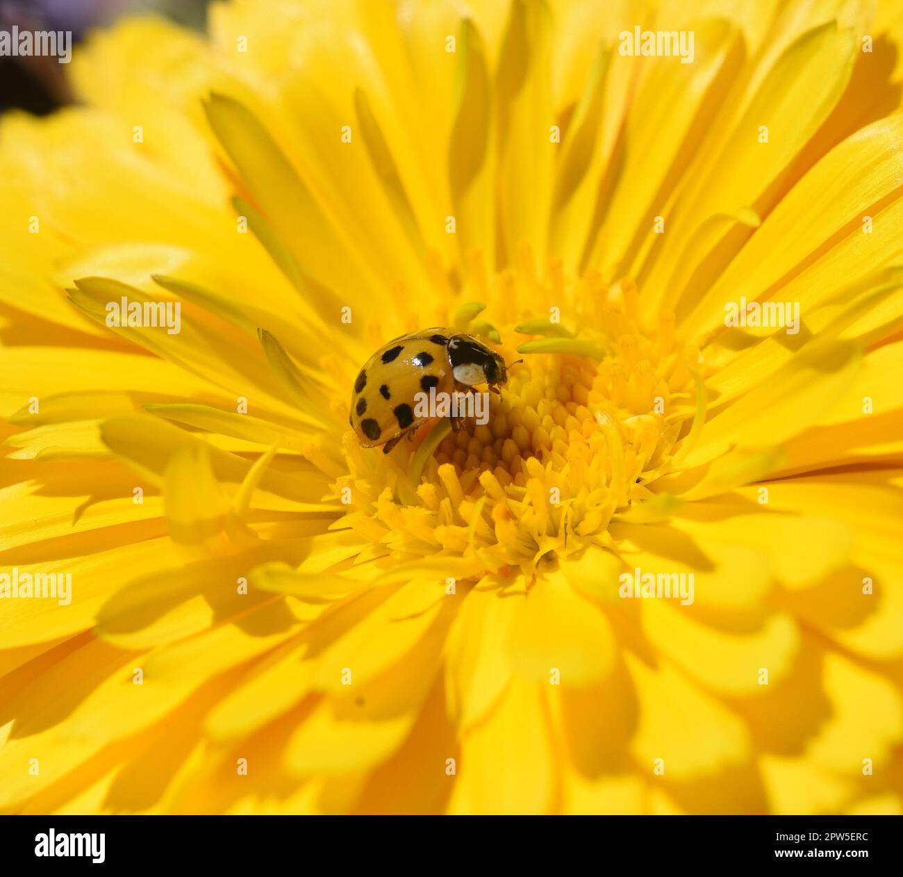 Asiatischer marienkaefer hi-res stock photography and images - Alamy