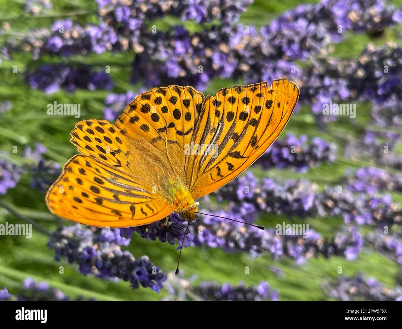 Imperial mantle butterfly hi-res stock photography and images - Alamy