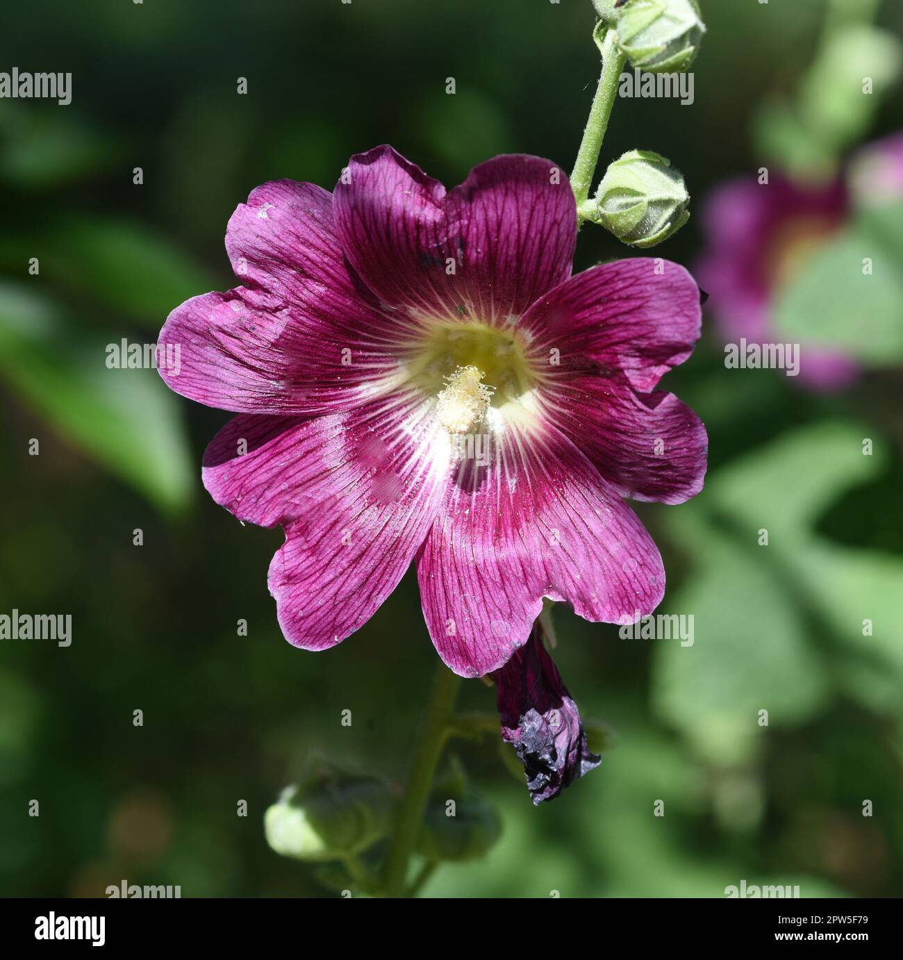 Stockrose, Alcea rosea, auch unter den Namen Stockmalve oder Bauernrose