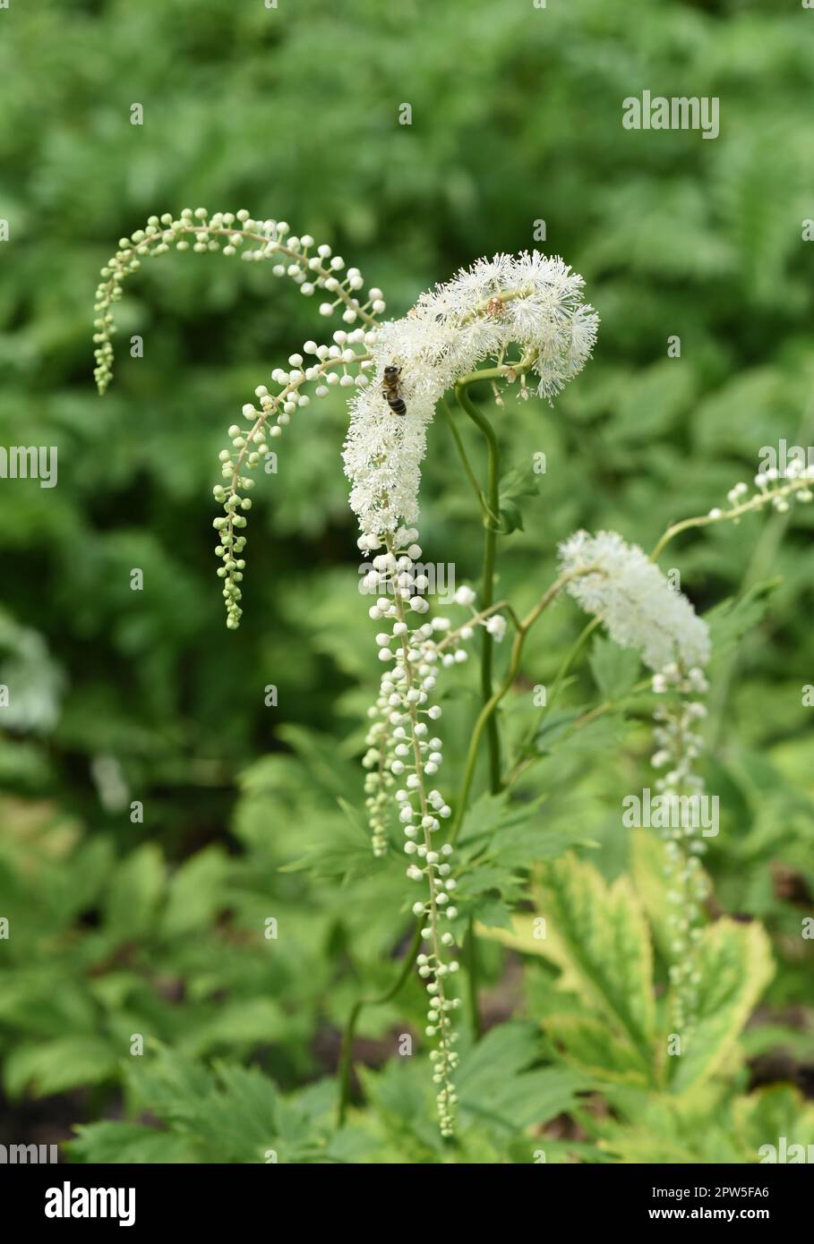 Traubensilberkerze, Cimicifuga racemosa ist eine wichtige  Heil- und Arzneipflanze. Black cohosh, Cimicifuga racemosa is an important medicinal and me Stock Photo