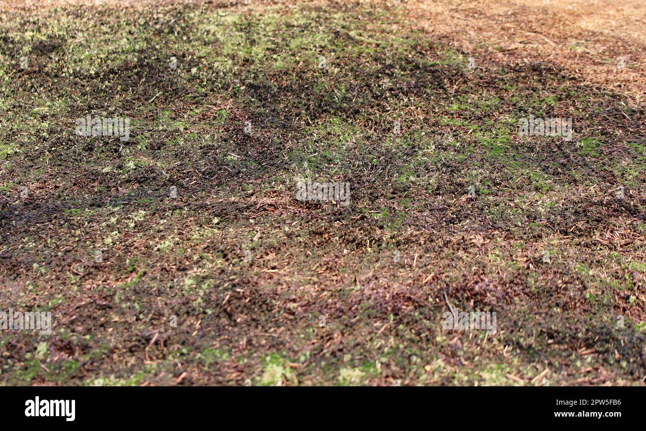 Reed View Close up view at the surface of reed Stock Photo - Alamy