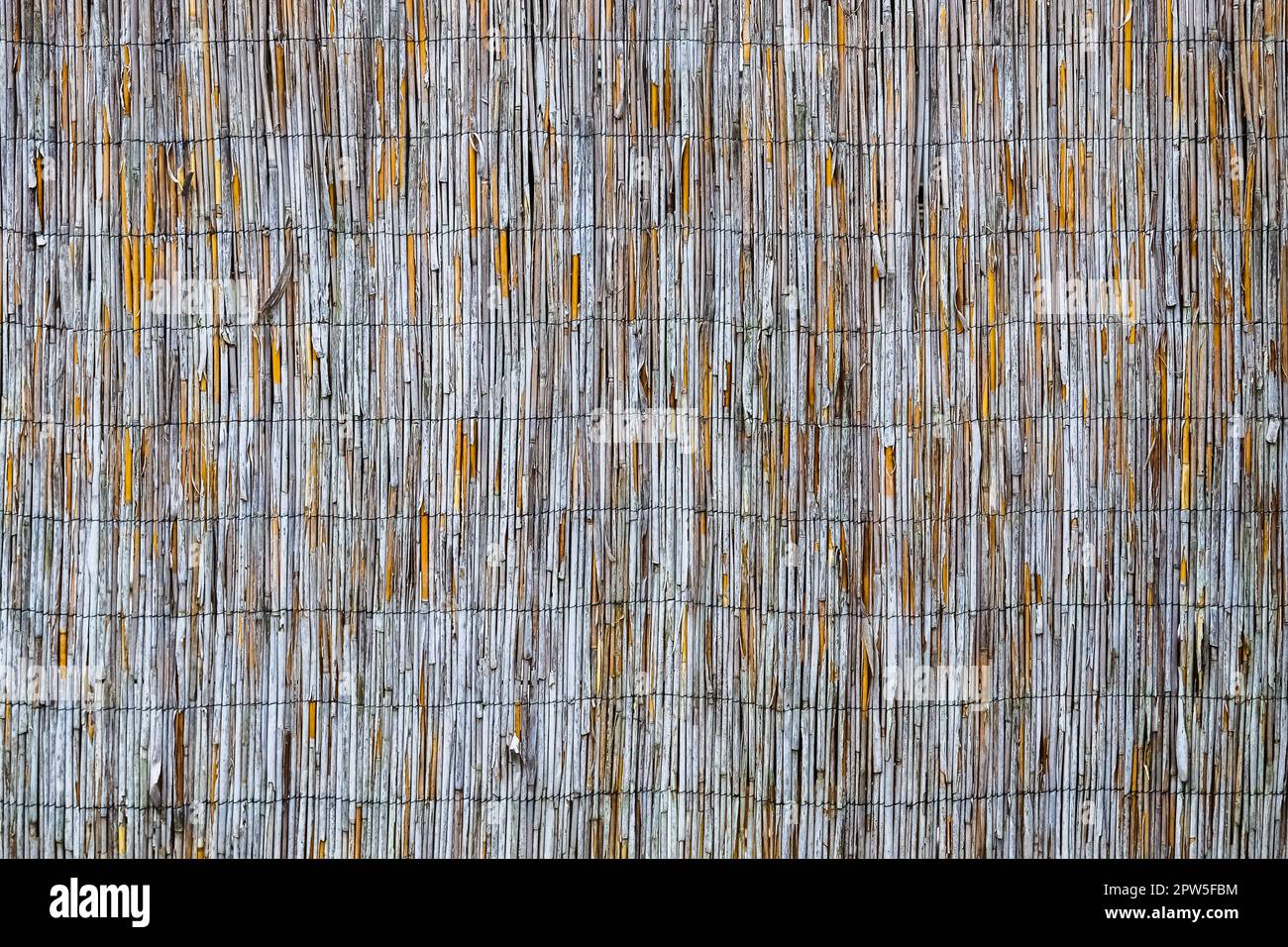 Reed View Close up view at the surface of reed Stock Photo - Alamy
