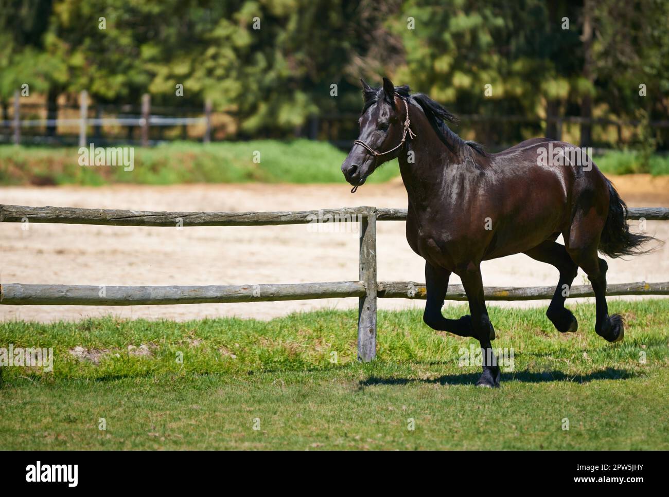 The best place for thoroughbred horses. a horse galloping on a field at