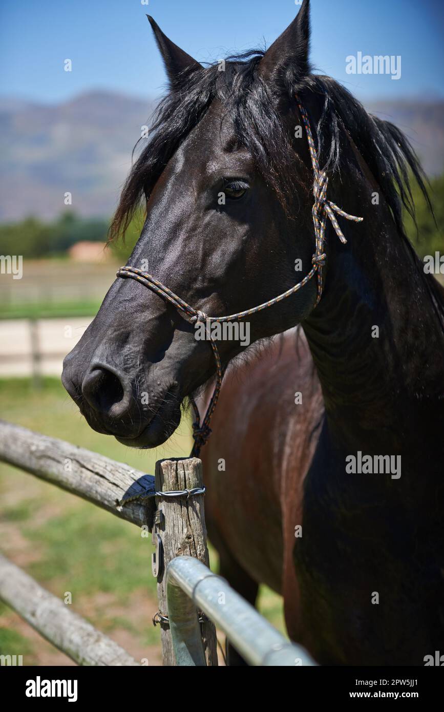 The best place for thoroughbred horses. a dark bay horse standing in a