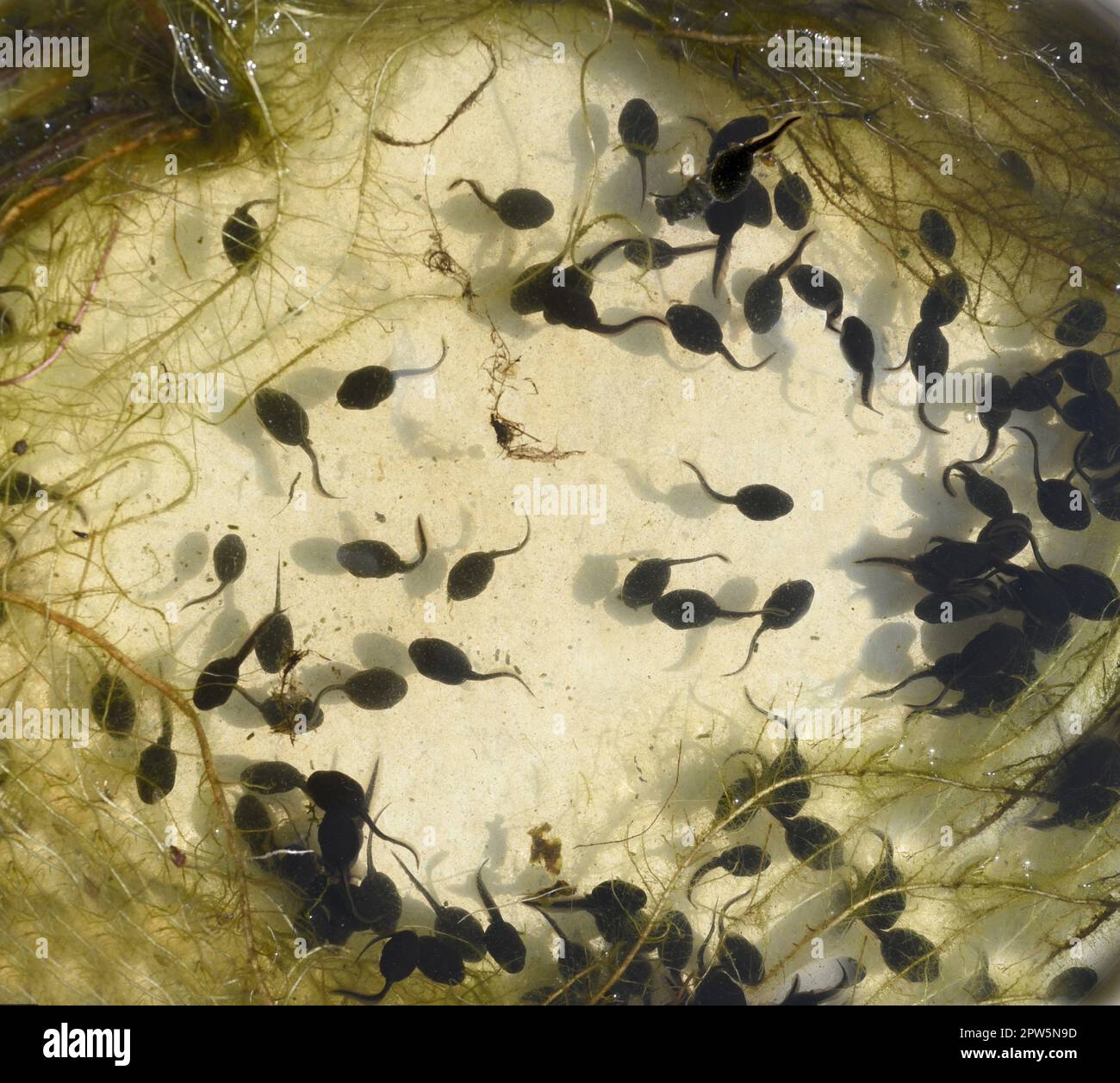 Kaulquappen sind nachembryonale Entwicklungsstadien die Larven der