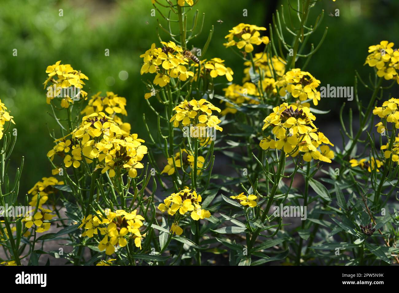 Goldlack, Cheiranthus, Cheiri ist eine Heilpflanze mit gelben Blueten und wird in der Medizin als Arzneimittel verwendet. Gold lacquer, Cheiranthus, C Stock Photo