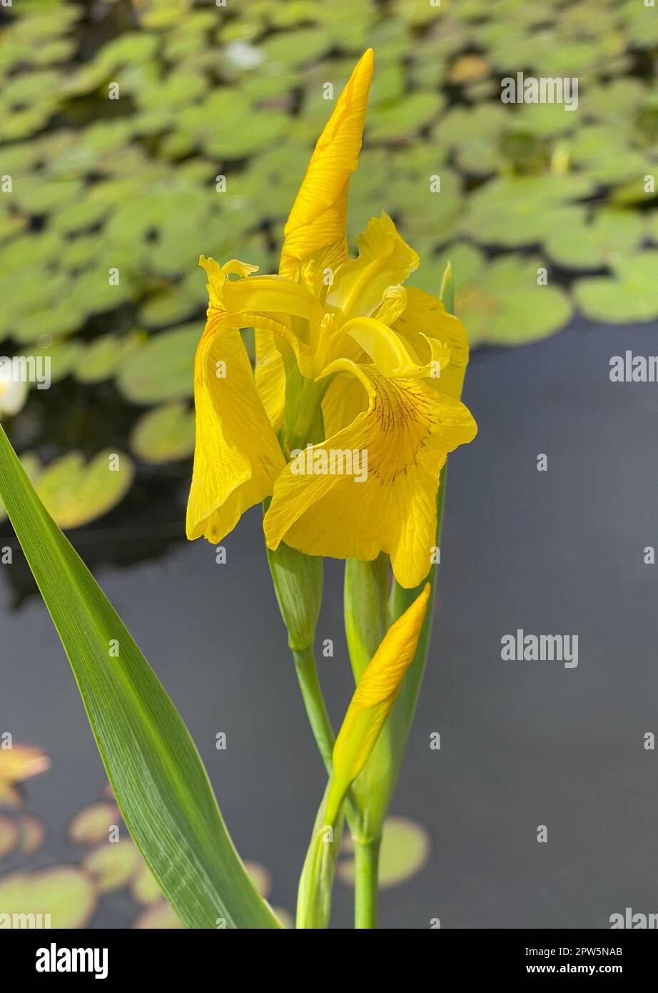 Sumpfschwertlilie, Iris pseudacorus ist eine Wasser- und Heilpföanze mit gelben Blueten. Marsh iris, Iris pseudacorus, is an aquatic and medicinal pla Stock Photo