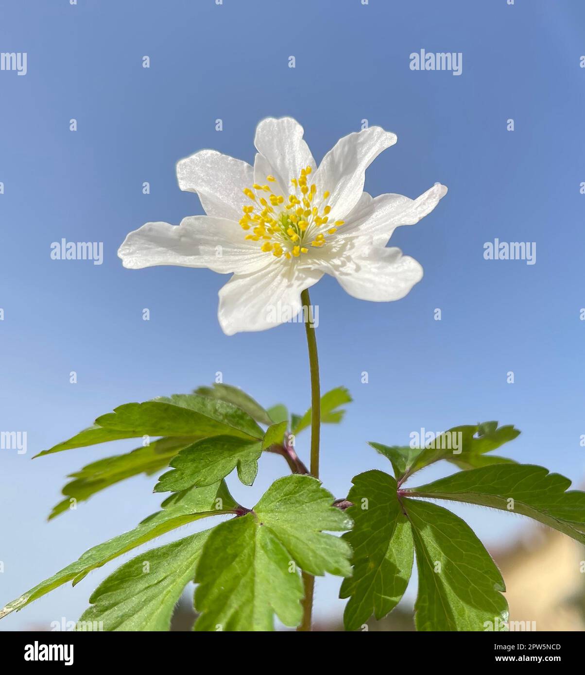 Buschwindroeschen, Anemone, nemorosa, ist eine wichtige Heil- und ...