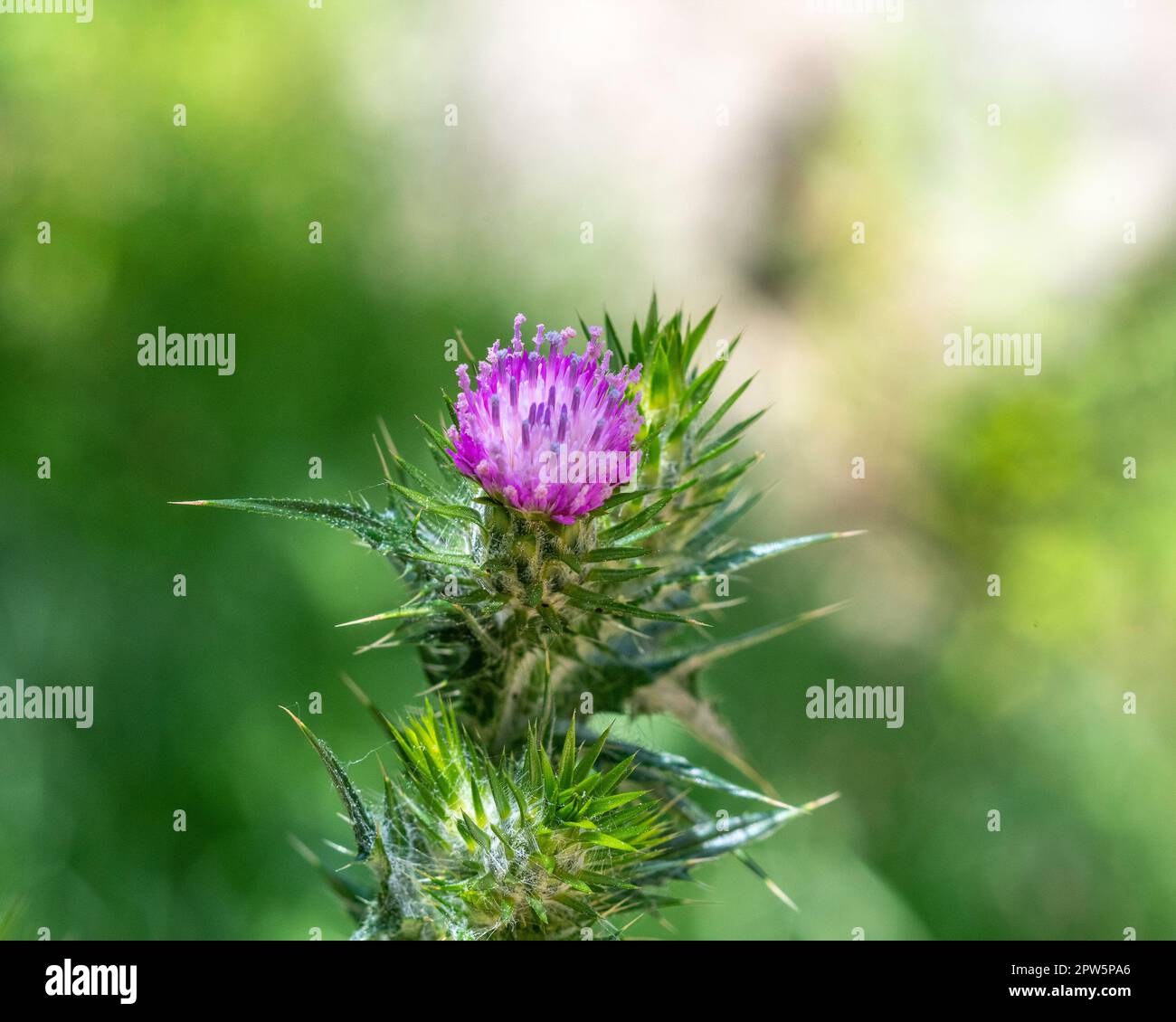 Close up of a blooming flower head from an Italian Thistle (Carduus pycnocephalus) at Lake Hollywood reservoir in Los Angeles, CA. Stock Photo