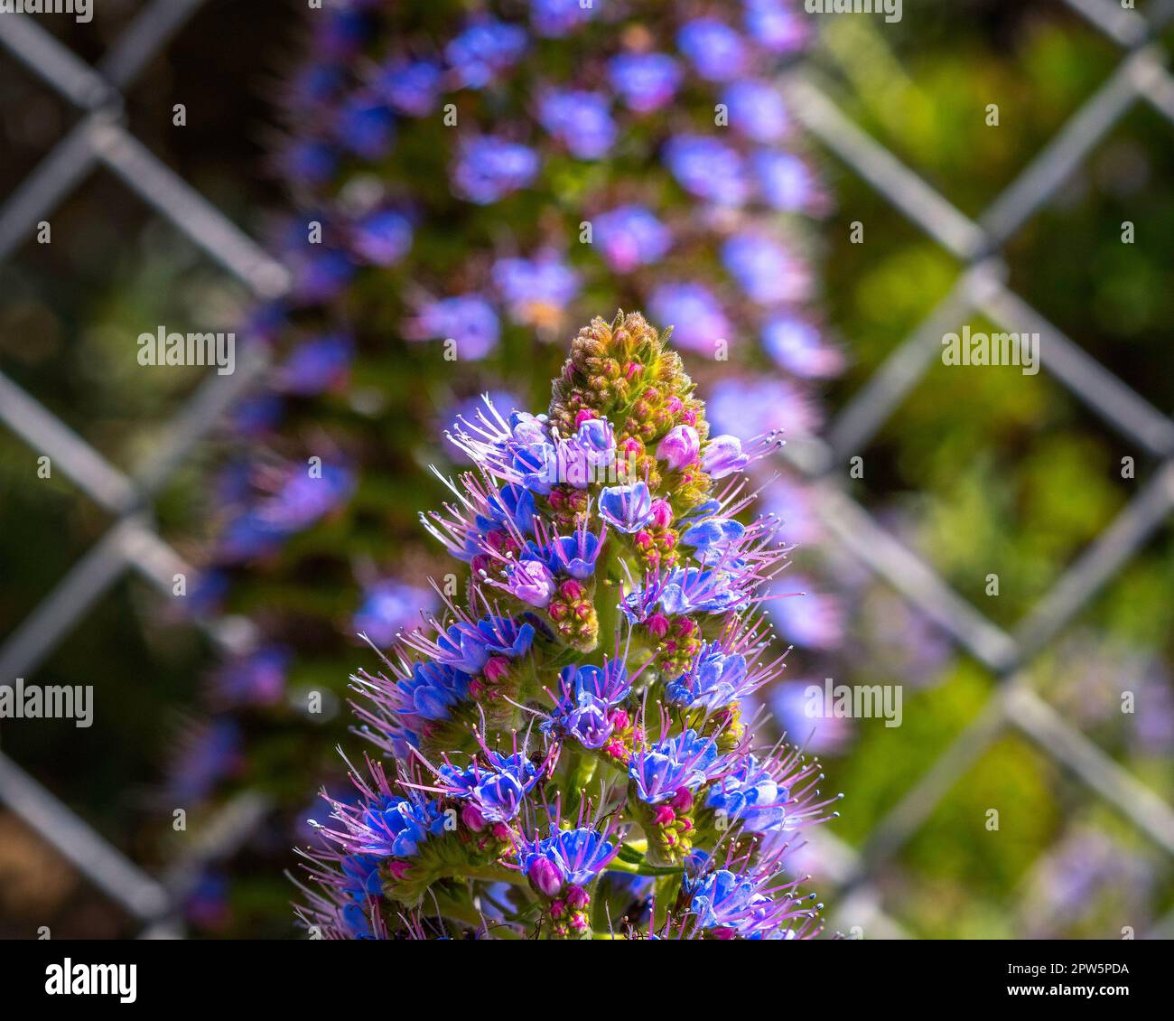 Close up of a blooming flower from a Pride of Madeira (Echium candicans) plant at Lake Hollywood reservoir in Los Angeles, CA. Stock Photo