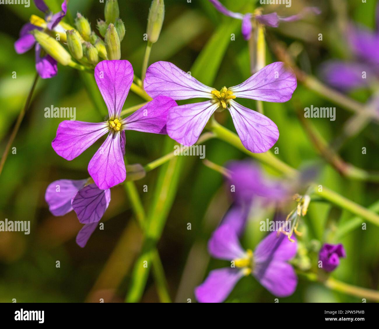 Close up of a blooming flower from a Wild Radish (Raphanus sativus) plant at Lake Hollywood reservoir in Los Angeles, CA. Stock Photo