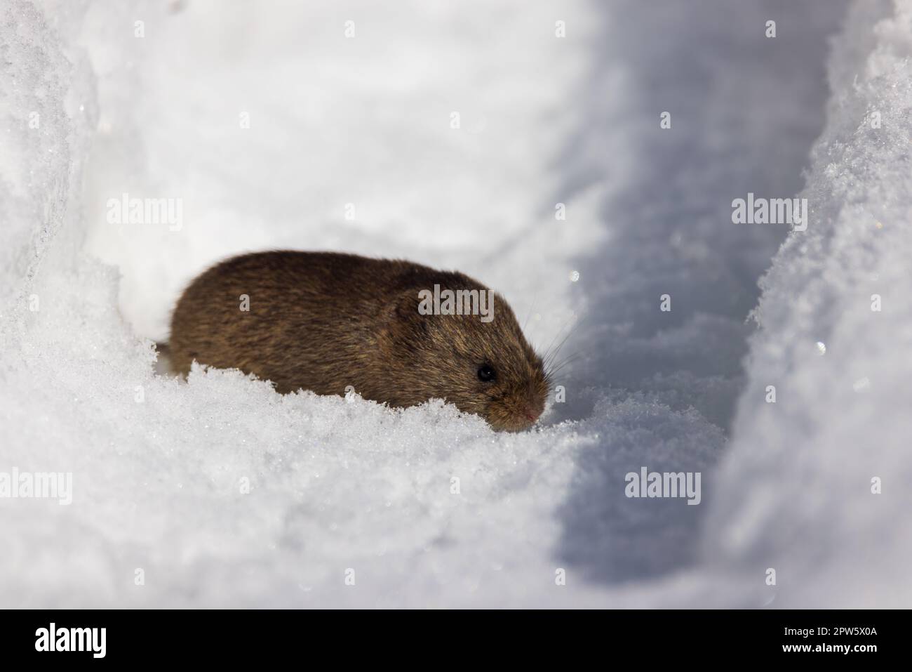 A meadow vole in northern Wisconsin. Stock Photo