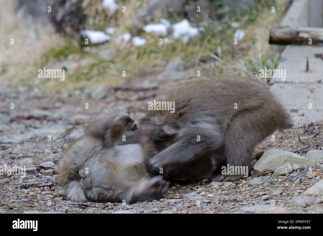 Young Japanese macaques Macaca fuscata playing. Picture blur to suggest ...