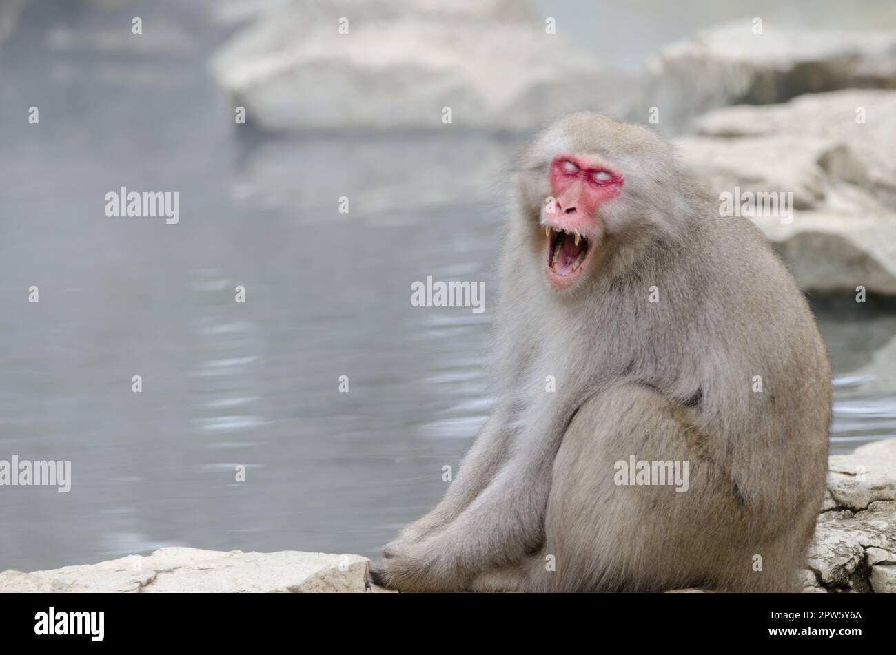 Japanese macaque Macaca fuscata showing its fangs. Jigokudani Monkey ...