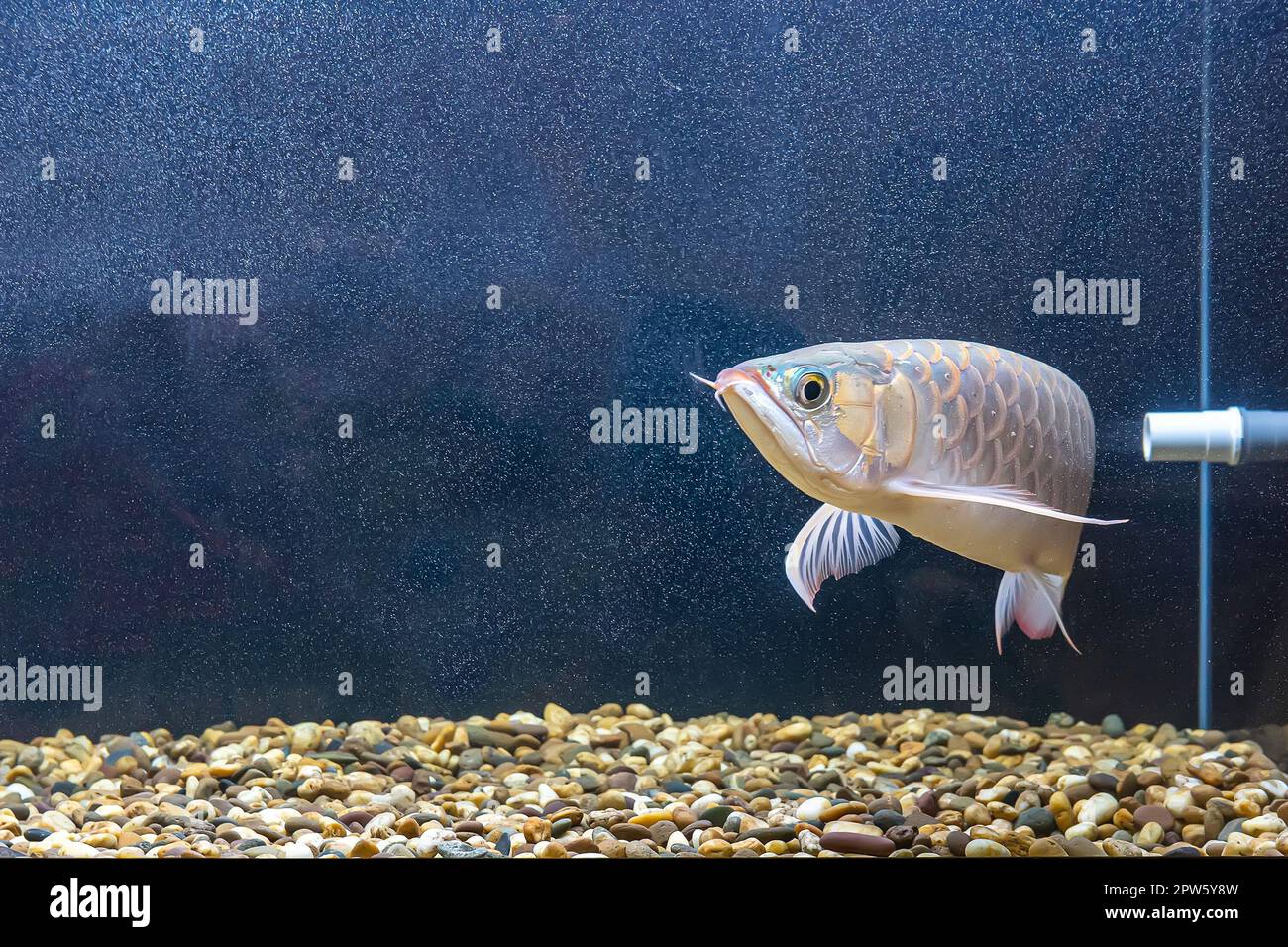 The arowana fish in the cabinet. It is a charming fish Stock Photo - Alamy